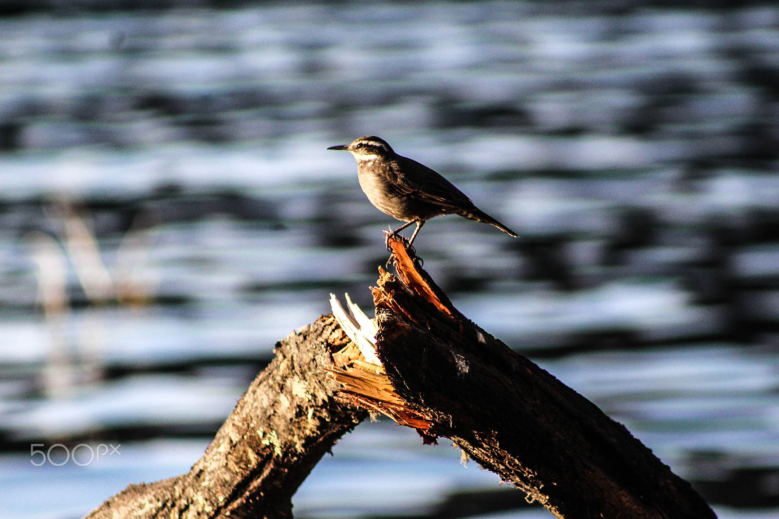 Canon EF 75-300mm f/4-5.6 USM sample photo. Following the nature photography