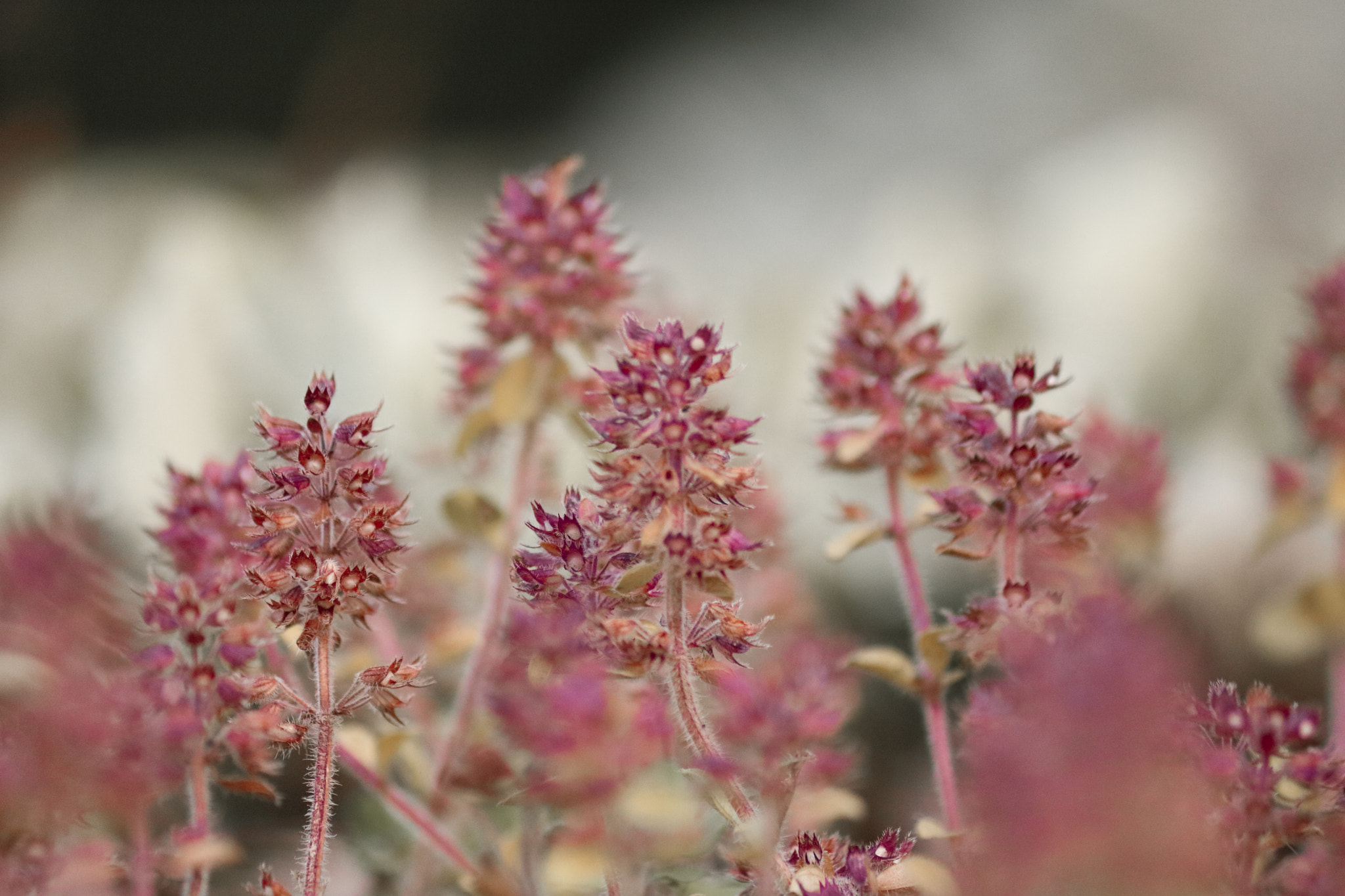 Canon EOS 750D (EOS Rebel T6i / EOS Kiss X8i) sample photo. Some flowers for you photography