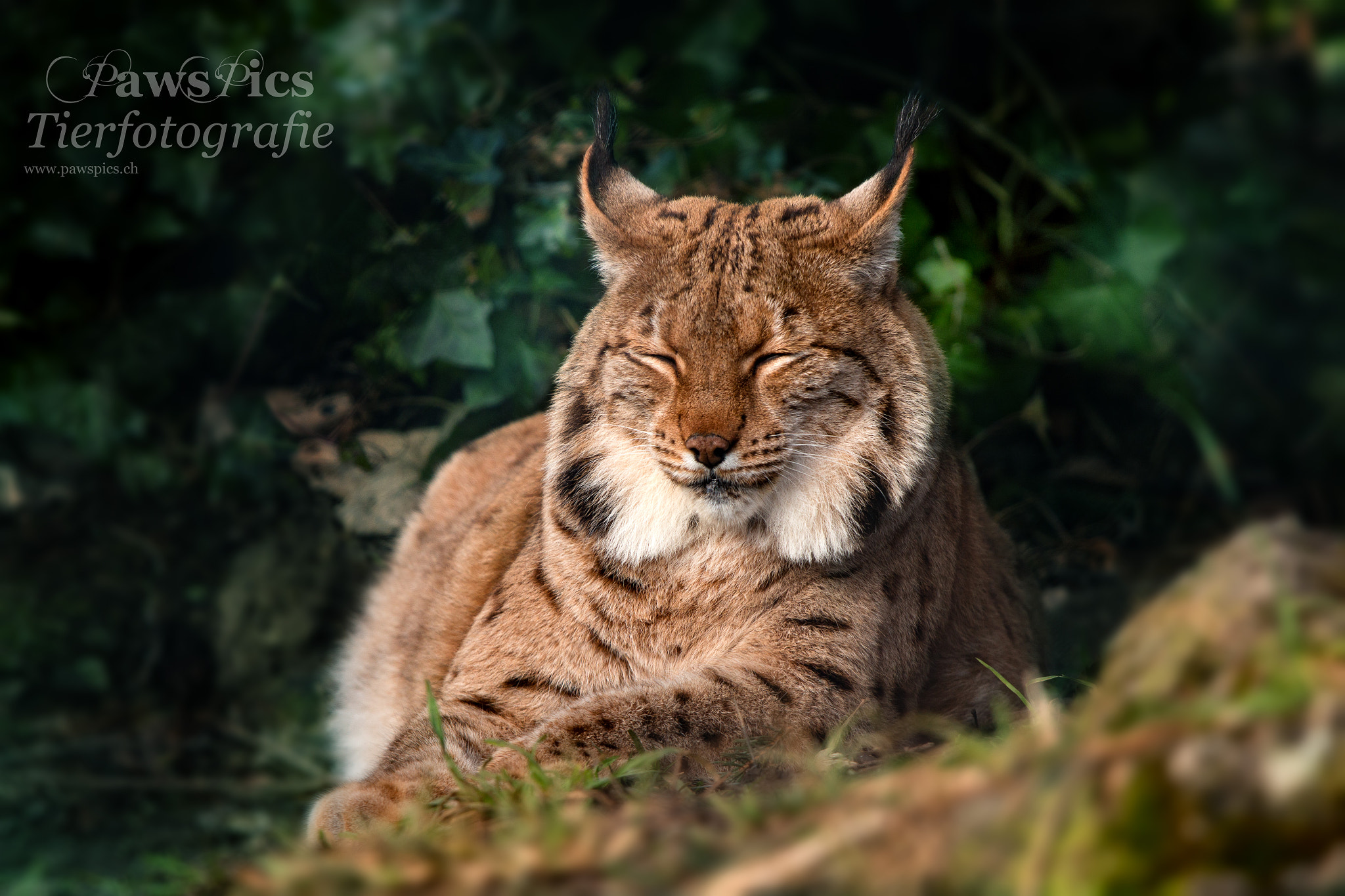 Canon EOS 70D + Canon EF 70-200mm F4L IS USM sample photo. Lynx photography