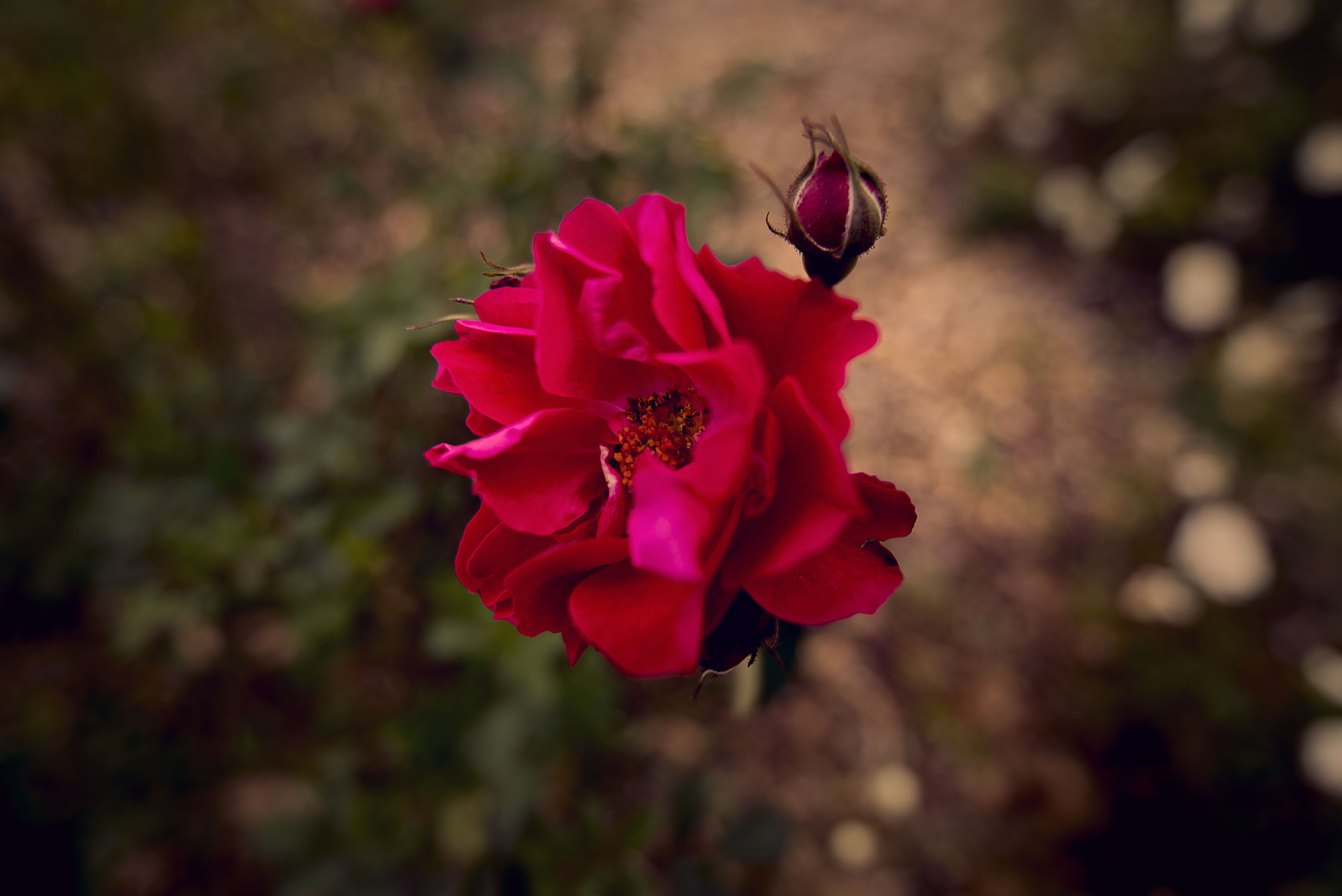 HD PENTAX-D FA 15-30mm F2.8 ED SDM WR sample photo