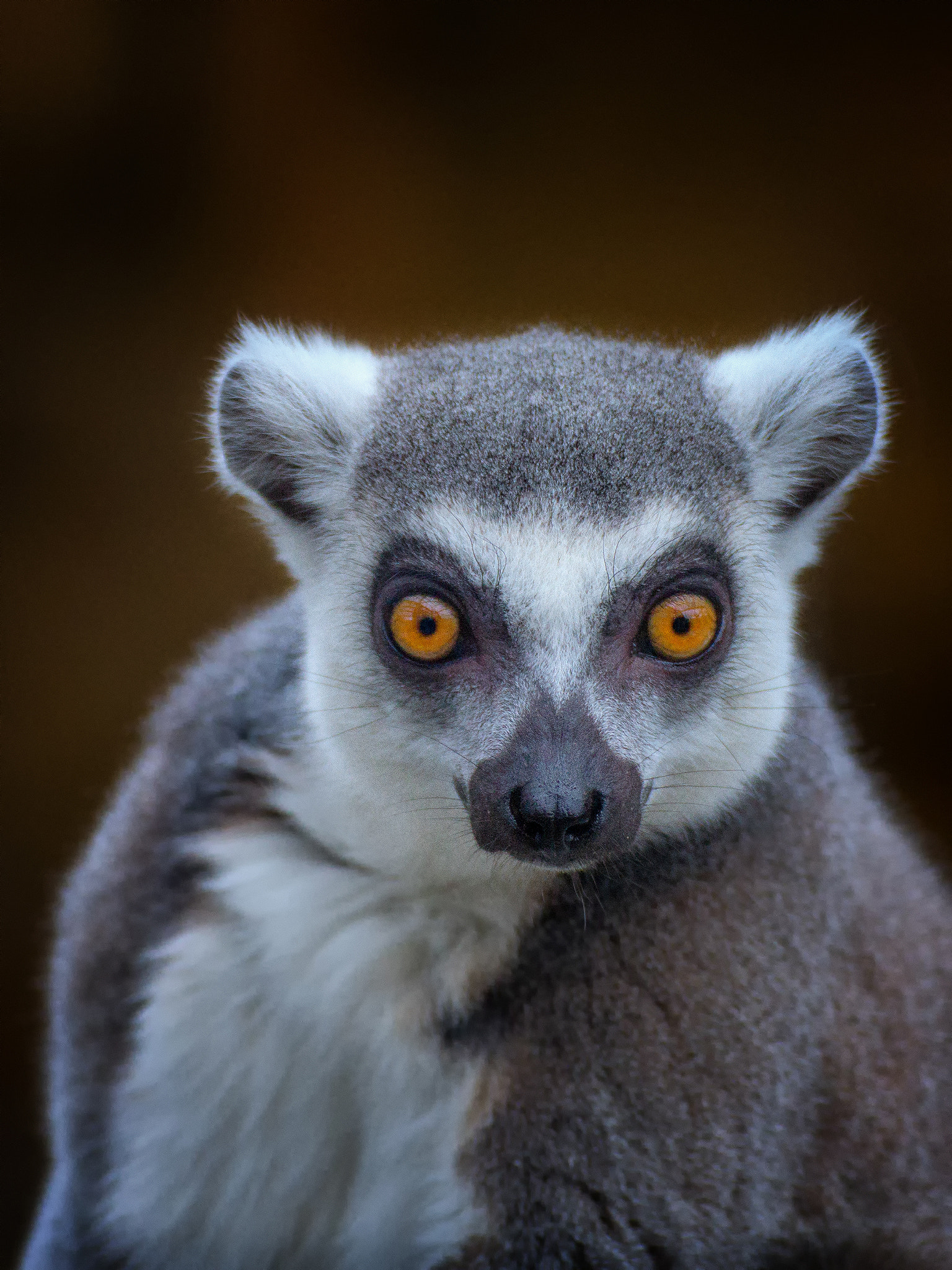 Canon EOS 60D + Tamron SP 70-300mm F4-5.6 Di VC USD sample photo. Hypnotic lemur.. photography