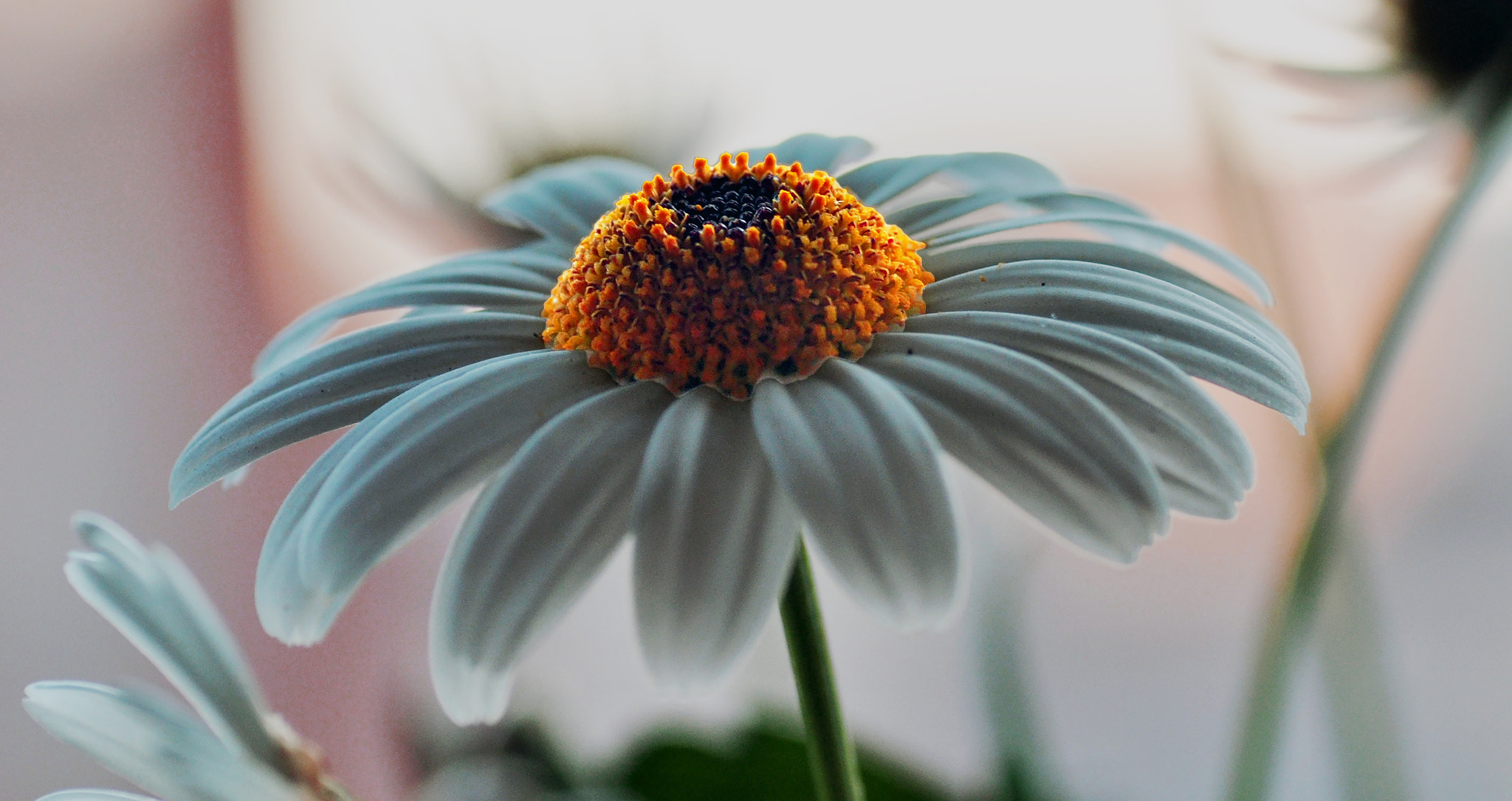 Nikon D5000 sample photo. Daisy photography