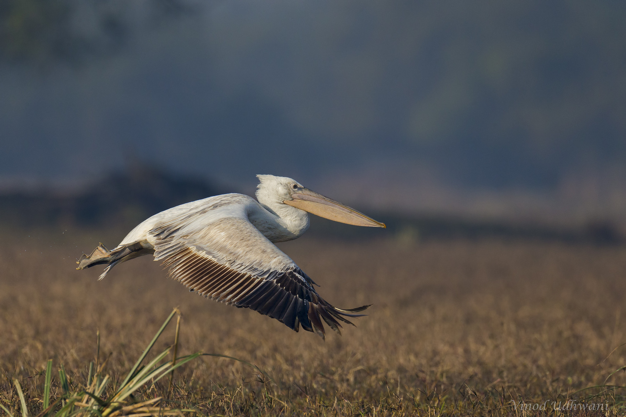 Canon EF 800mm F5.6L IS USM sample photo. Great white pelican photography