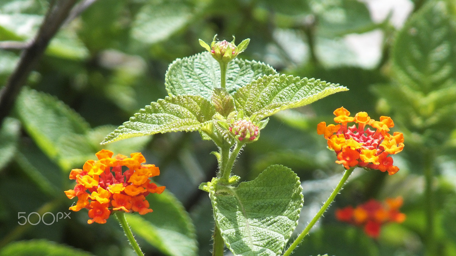 Fujifilm FinePix HS28EXR sample photo. Wild flower of nature photography