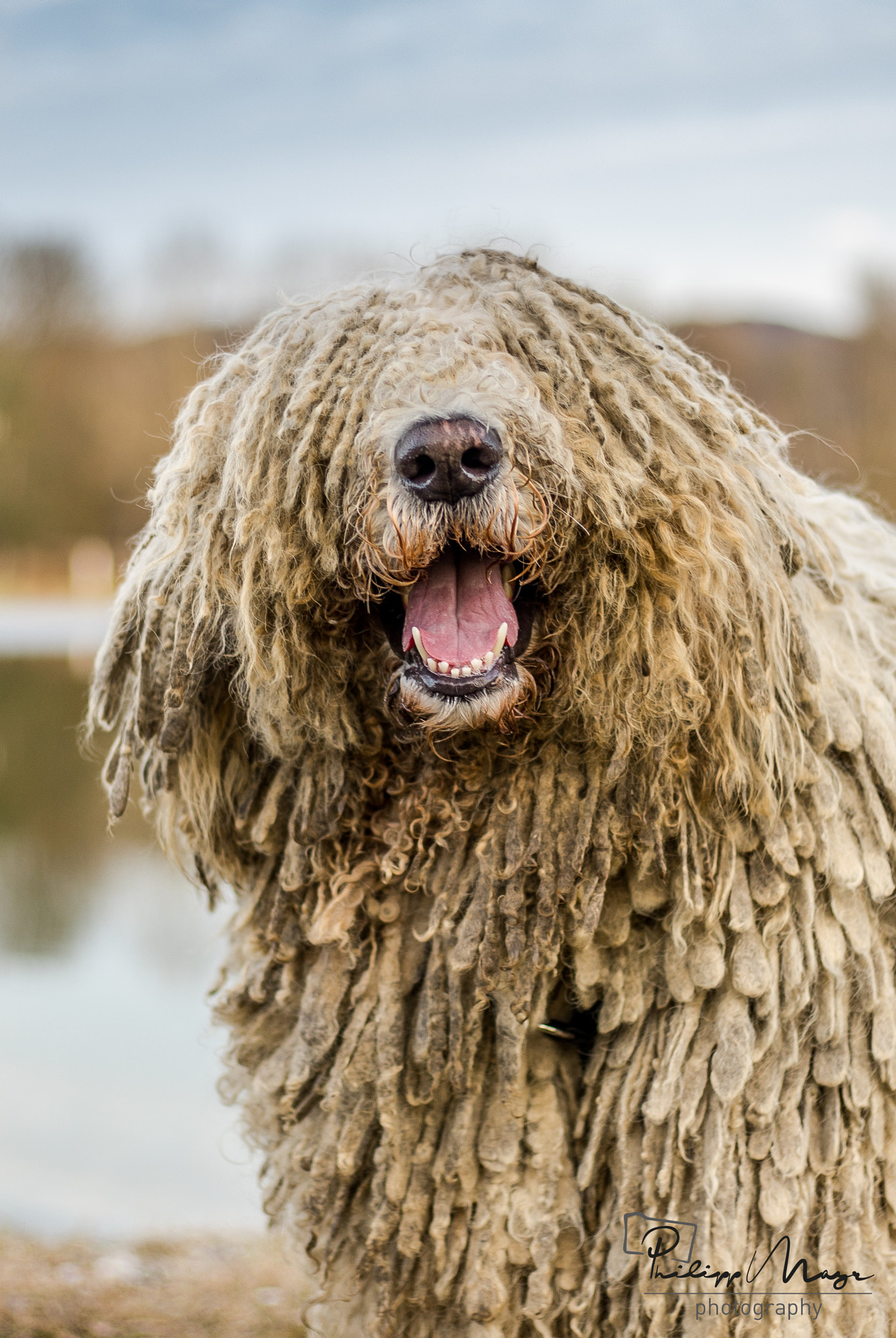 Sony a7 II + Canon EF 50mm F1.8 STM sample photo. Ungarischerhirtenhund photography