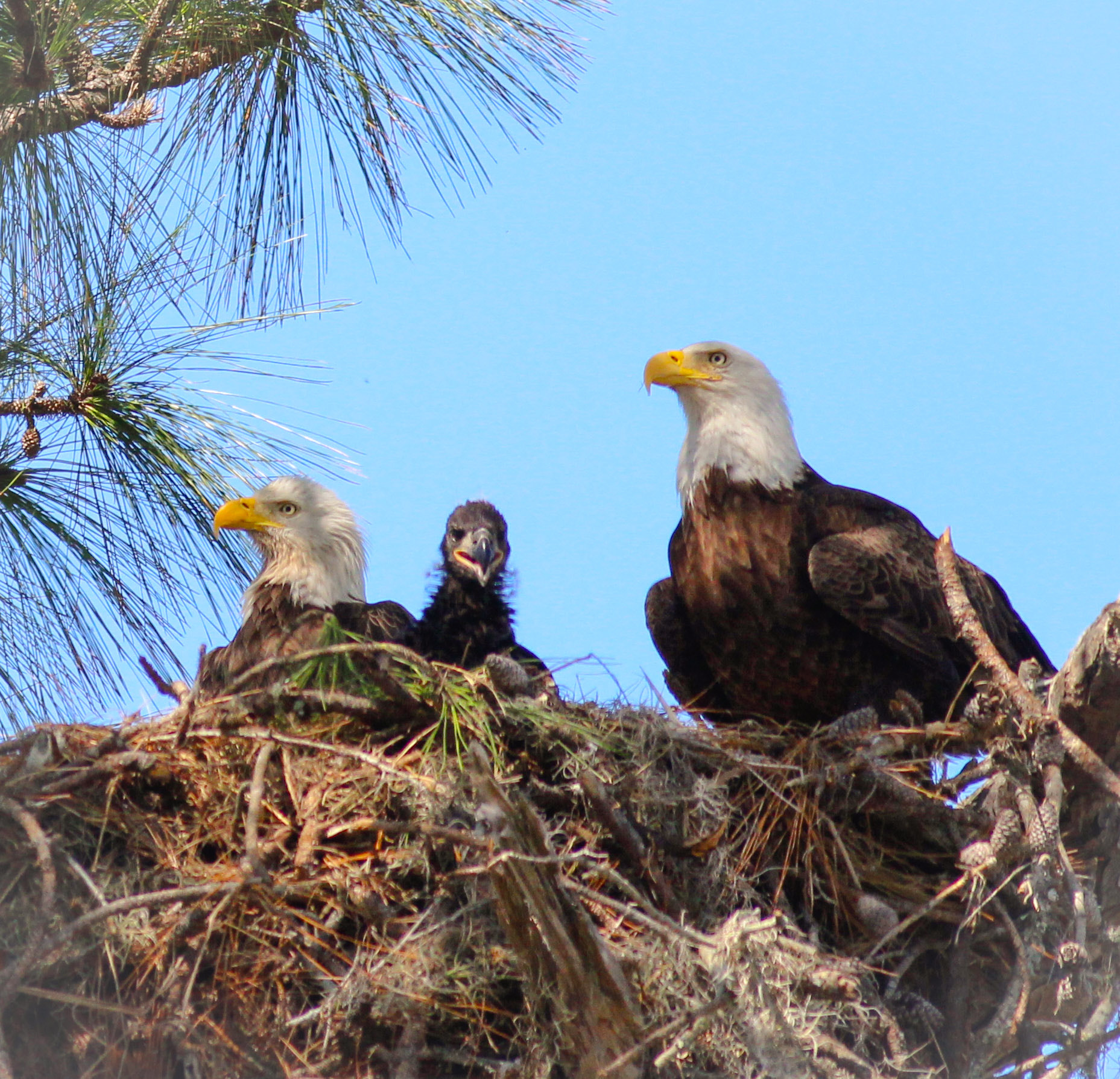 Canon EOS 600D (Rebel EOS T3i / EOS Kiss X5) + Canon EF 400mm F5.6L USM sample photo. The florida bald eagles 2017 photography