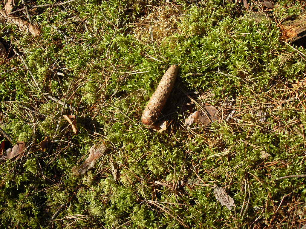 Samsung VLUU L100, M100  / Samsung L100, M100 sample photo. Tannenzapfen in der sonne photography