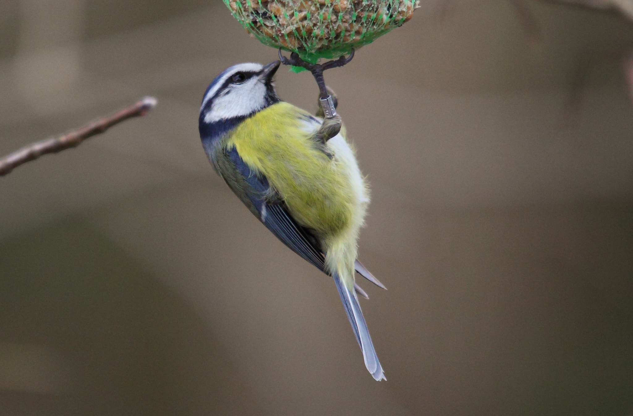 Canon EOS 5D Mark II + Sigma 150-500mm F5-6.3 DG OS HSM sample photo. Little blue tit feeding on fat balls in the trees in my local woodland photography