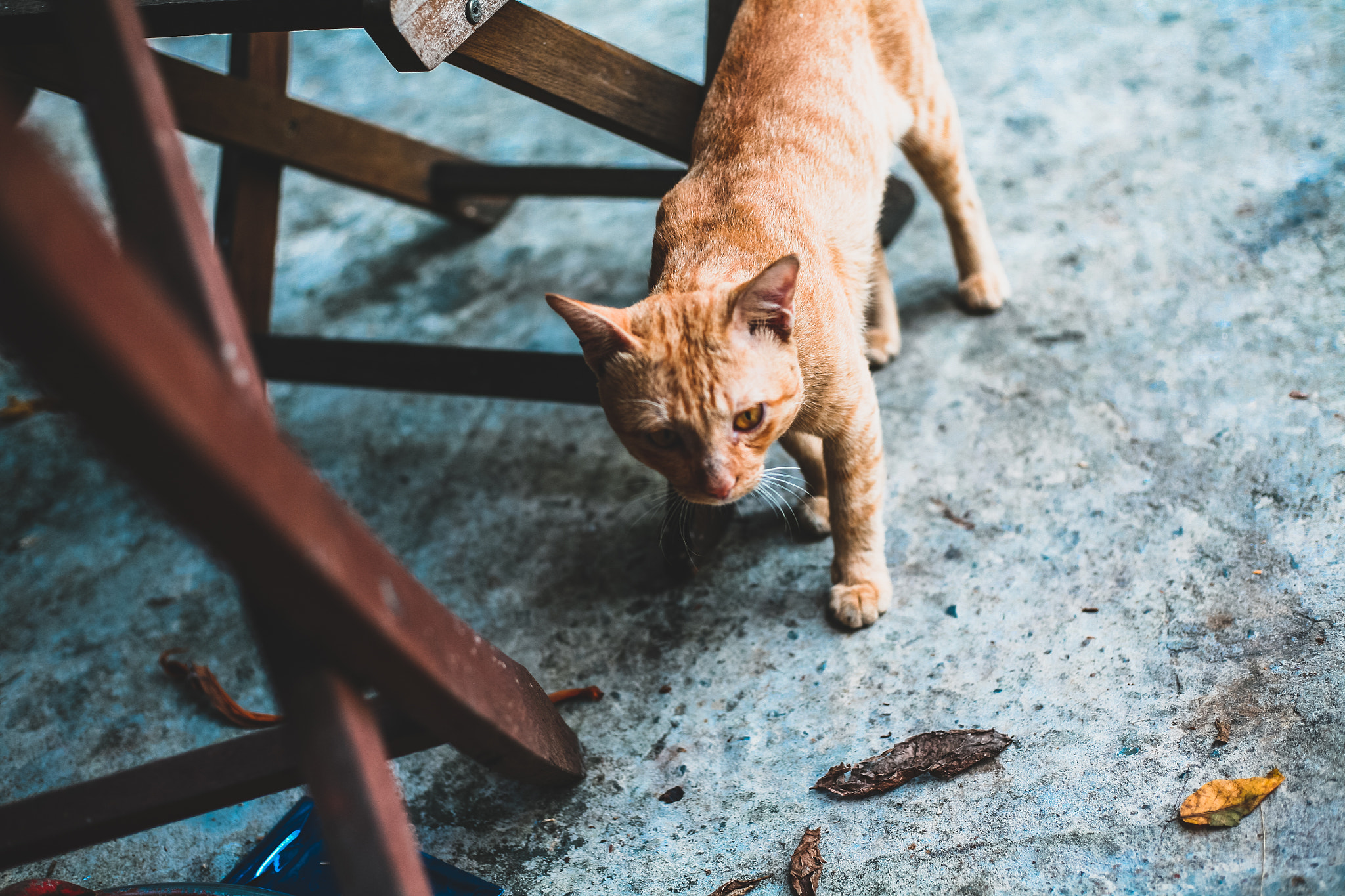 Canon EOS 5D + Canon EF 50mm F1.8 STM sample photo. Where do i go? photography