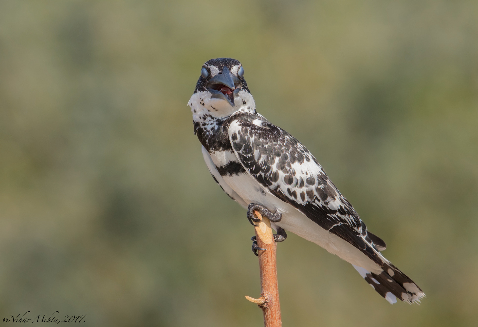 Canon EOS 5DS R sample photo. Bird glares. photography