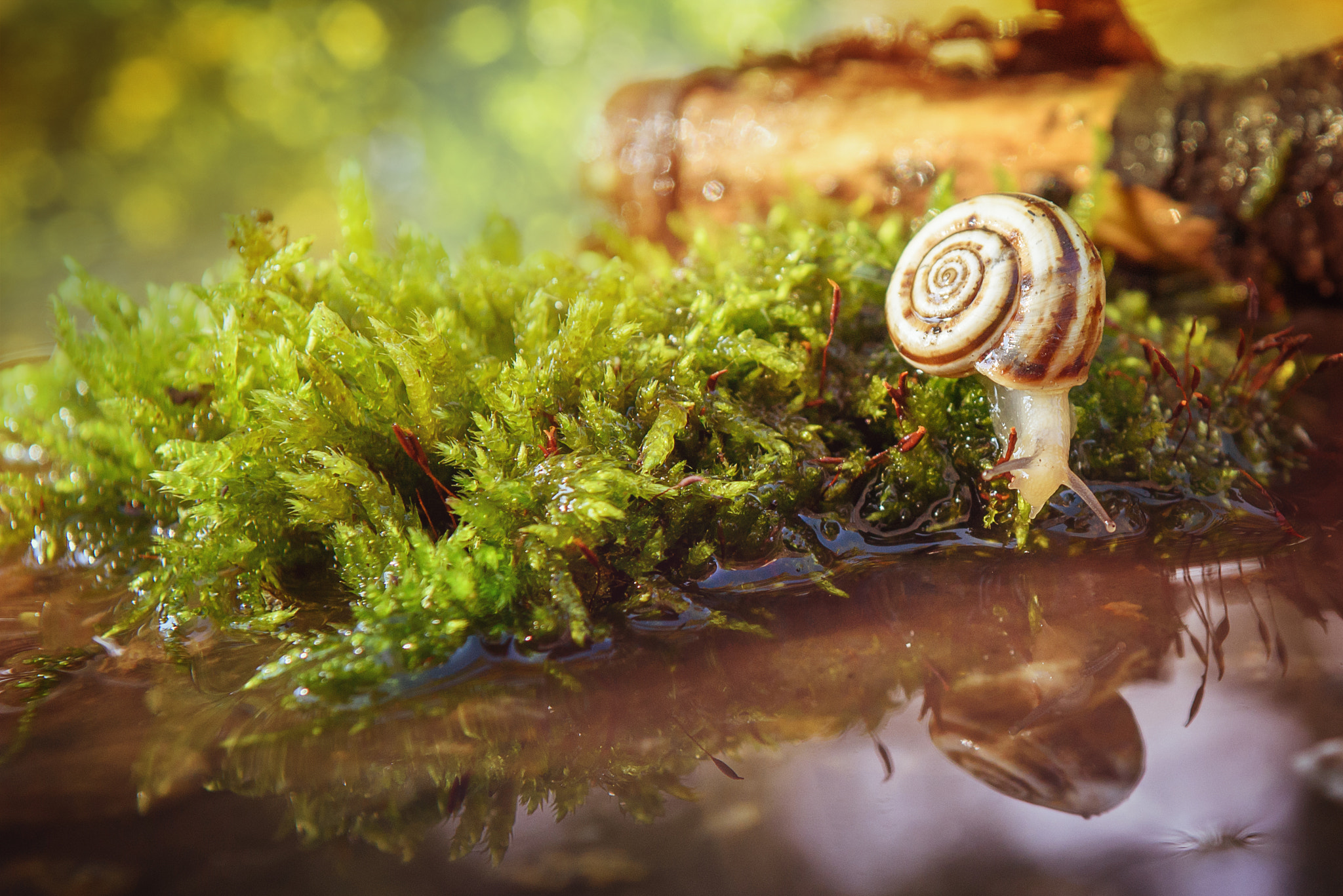 Nikon D750 + Sigma 24-70mm F2.8 EX DG Macro sample photo. Snail photography