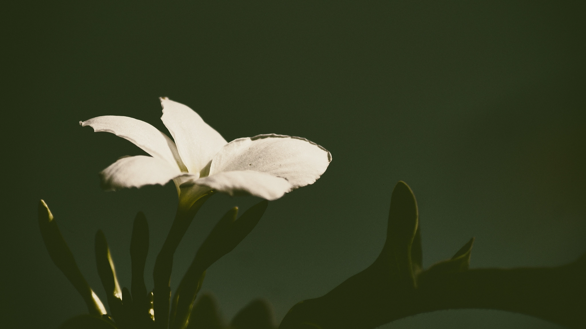 Sony SLT-A58 sample photo. Plumeria white photography