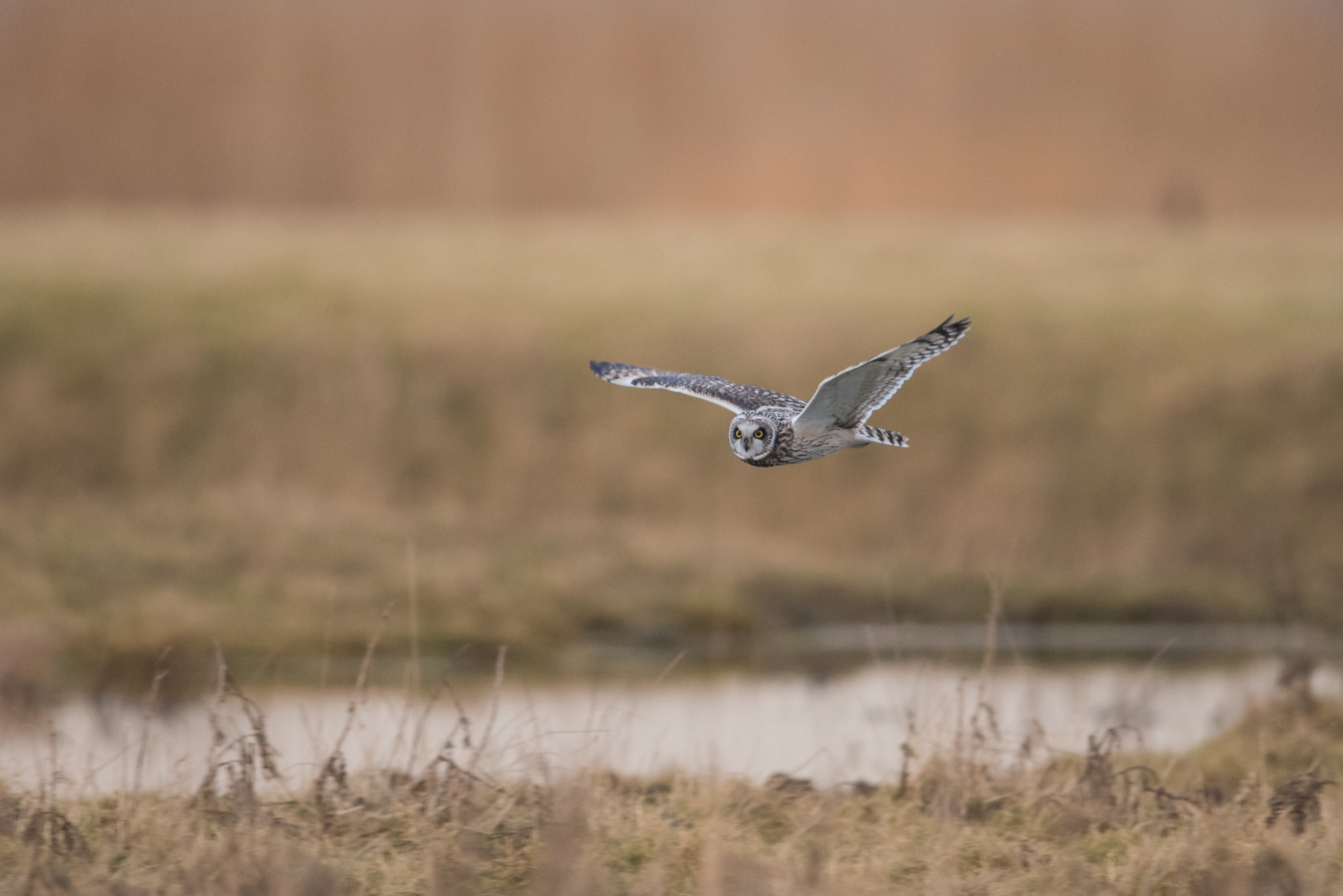 Nikon D810 sample photo. Hibou des marais d81_1944-1.jpg photography