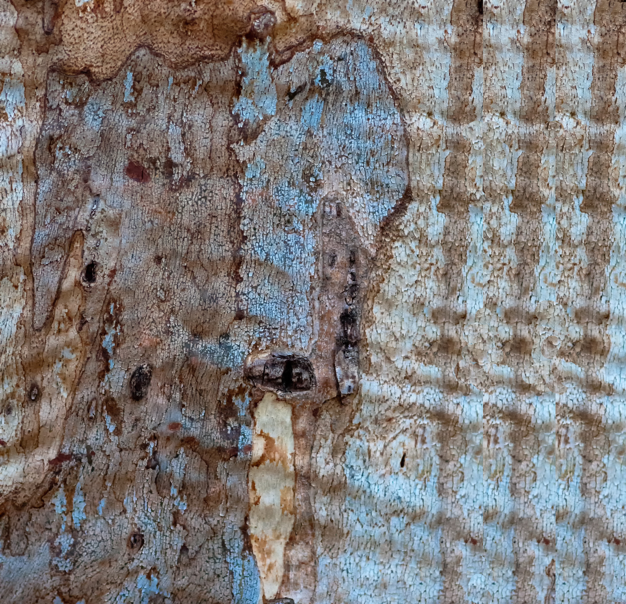 Sigma 105mm F2.8 EX DG Macro sample photo. Blue dog photography