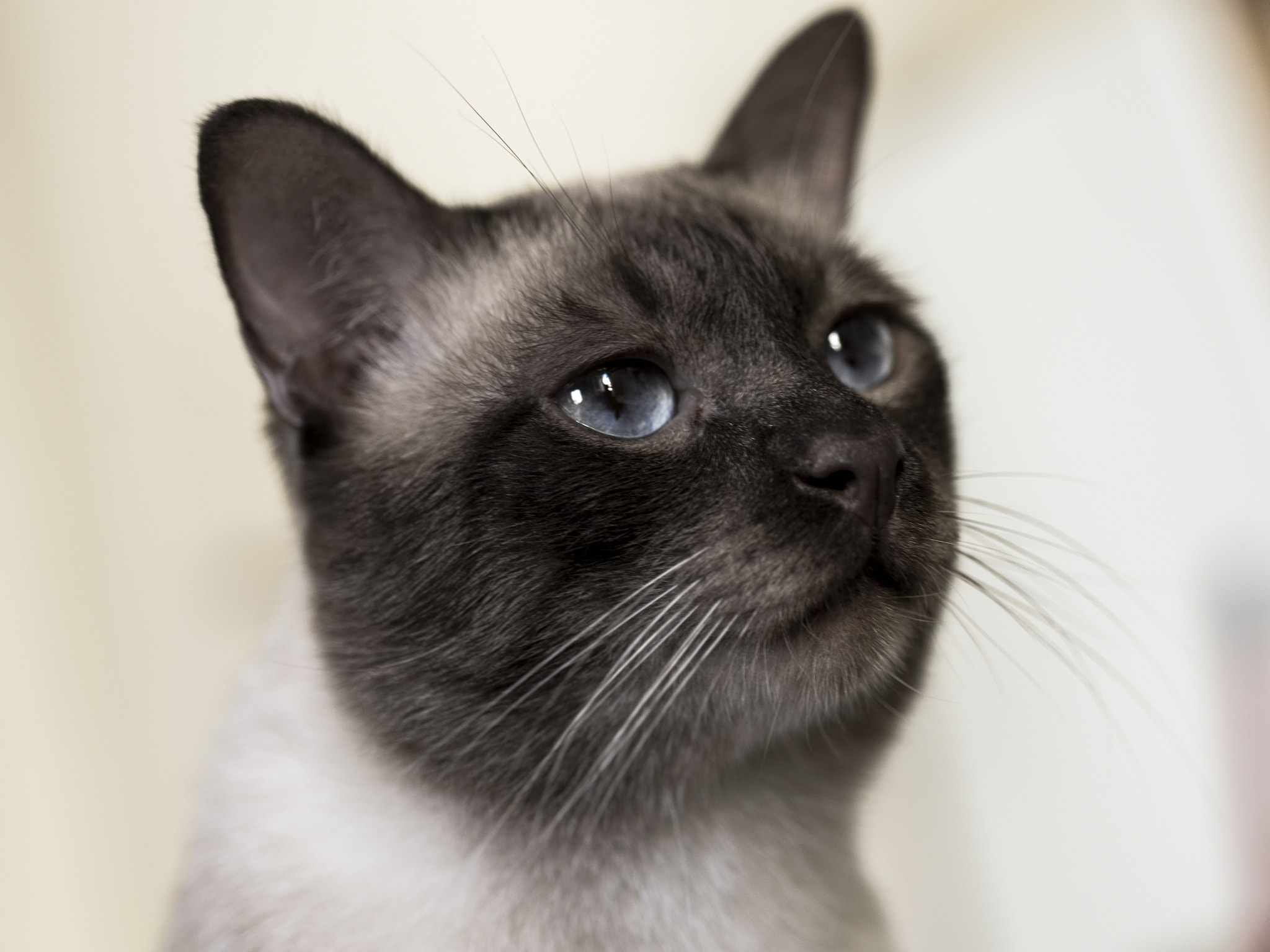 Nikon AF Micro-Nikkor 60mm F2.8D sample photo. Cat siamese photography