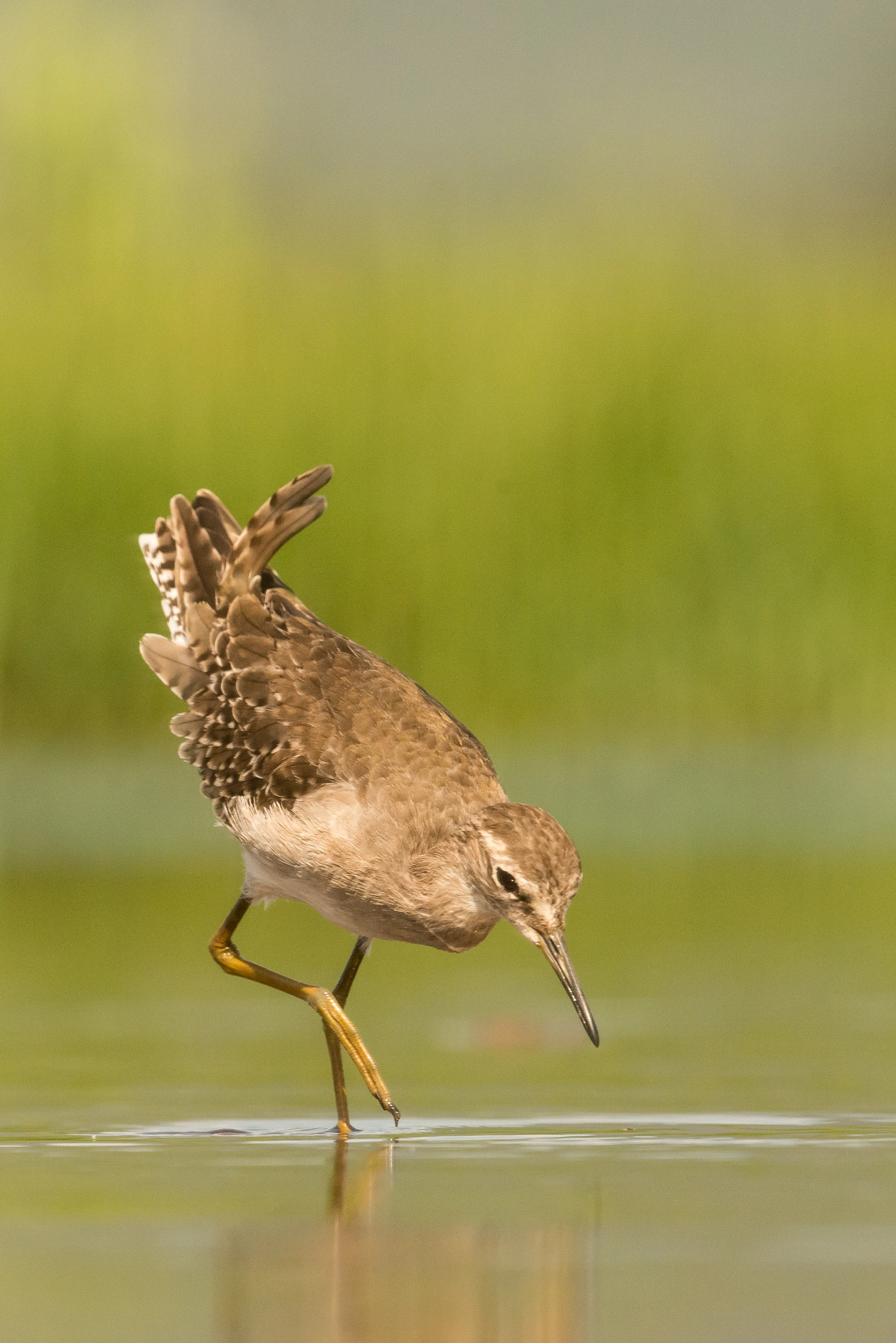 Nikon D800E + Nikon AF-S Nikkor 500mm F4G ED VR sample photo. Wood sandpiper photography