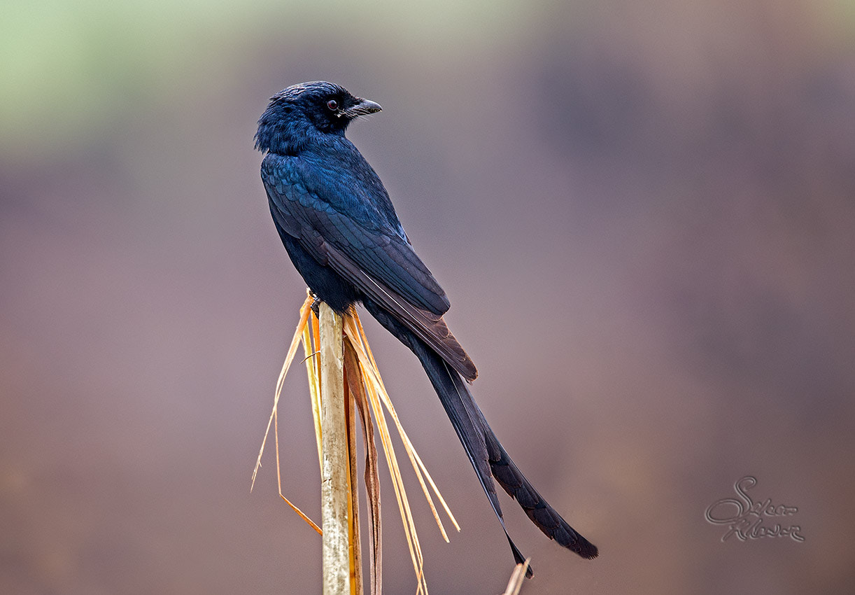 Sigma 150-600mm F5-6.3 DG OS HSM | C sample photo. Small bird 23 black drongo photography