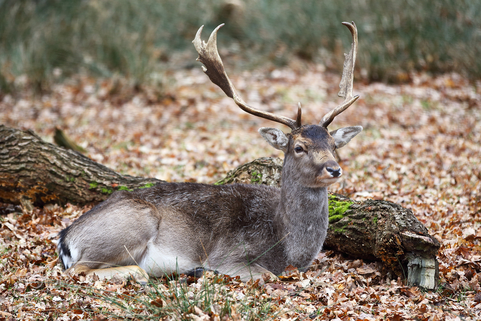 Canon EOS 6D + Canon EF 70-200mm F2.8L IS II USM sample photo. Deer_mg_7999 photography