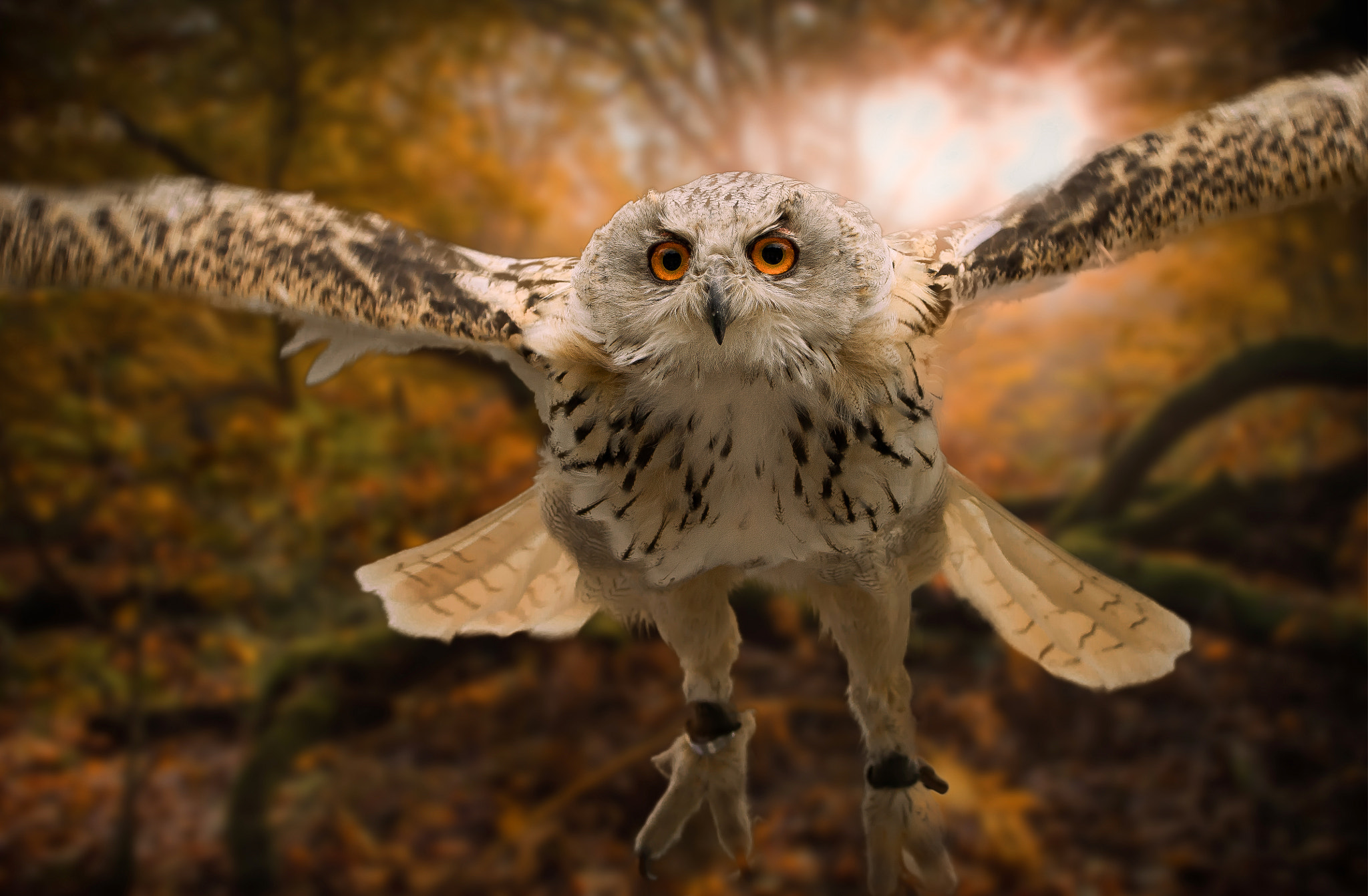 Nikon D5100 sample photo. Eagle owl photography