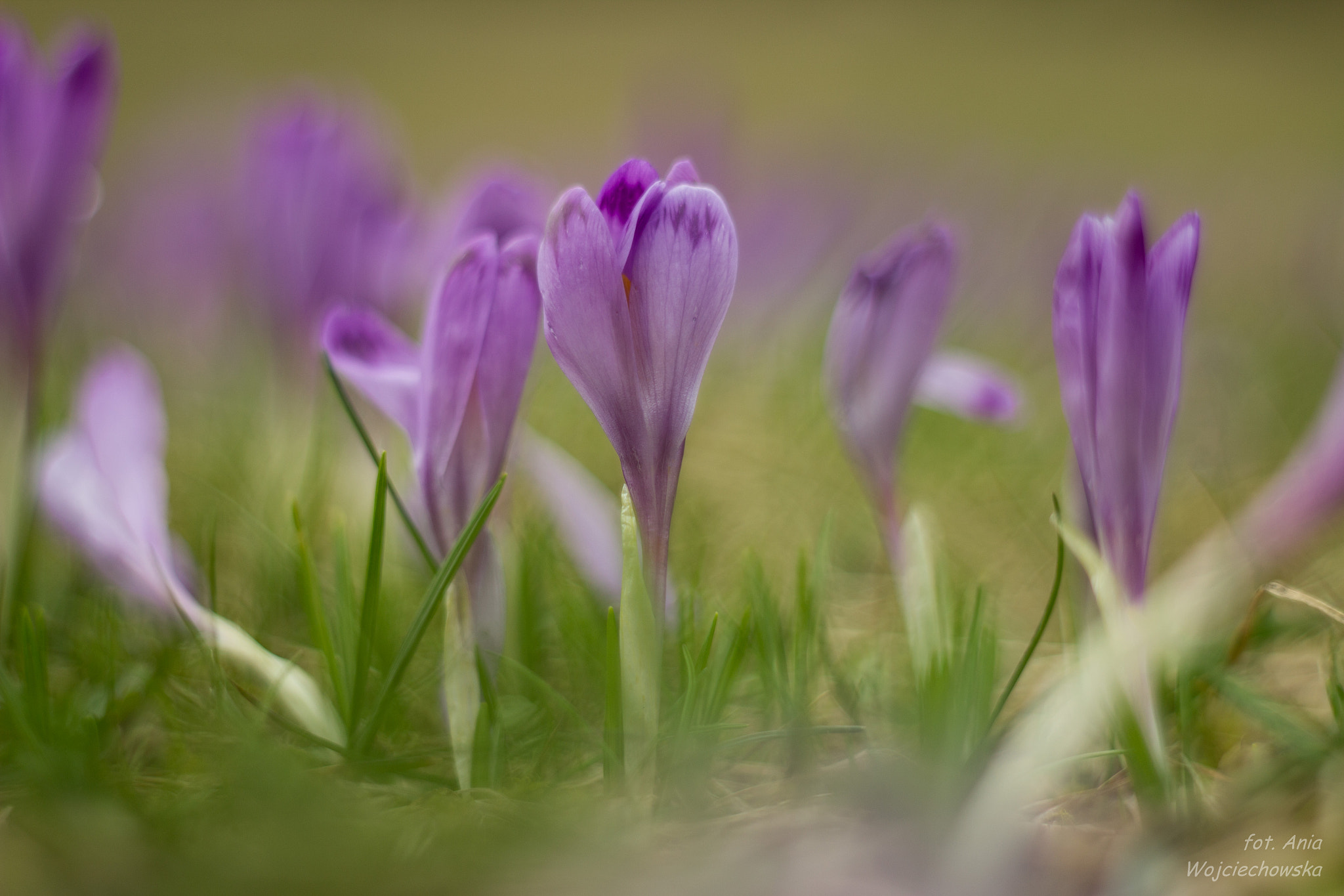 Canon EF 35-80mm f/4-5.6 sample photo. Waiting for spring ... :) photography