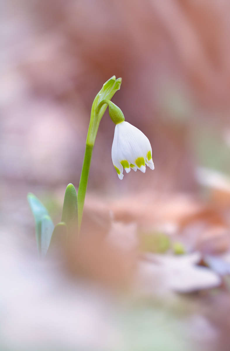 Nikon D5200 + Sigma 150mm F2.8 EX DG OS Macro HSM sample photo. Das erste schneeglöckchen photography