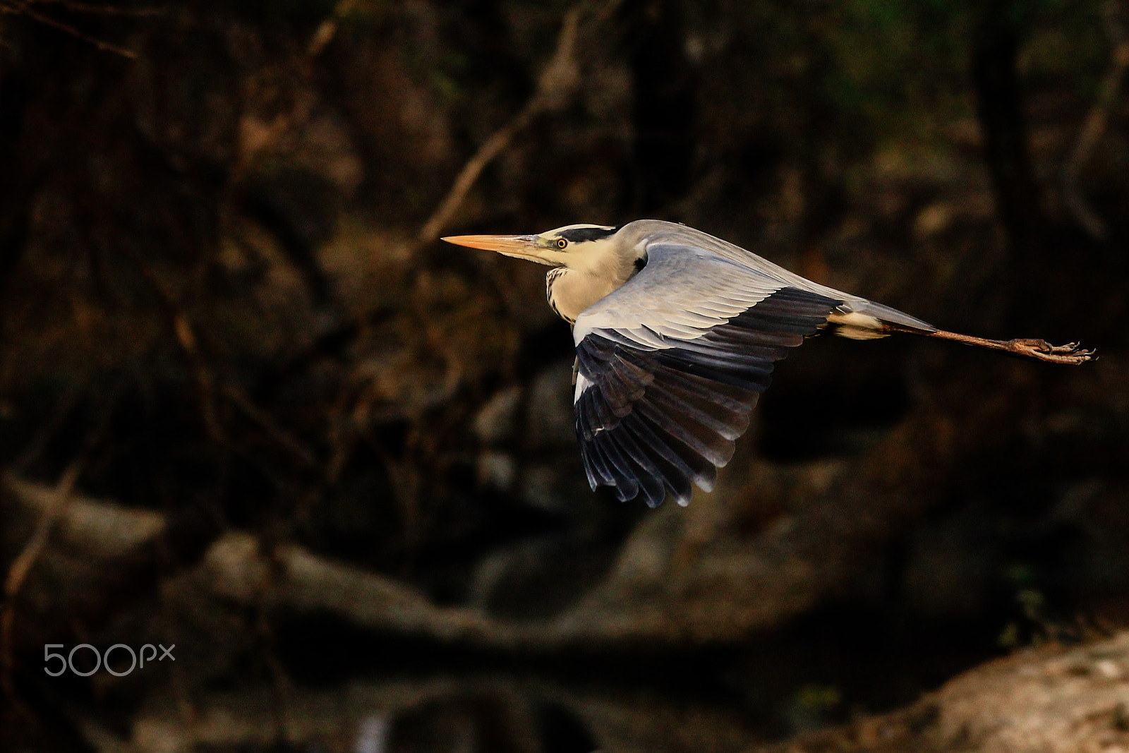 150-600mm F5-6.3 DG OS HSM | Contemporary 015 sample photo
