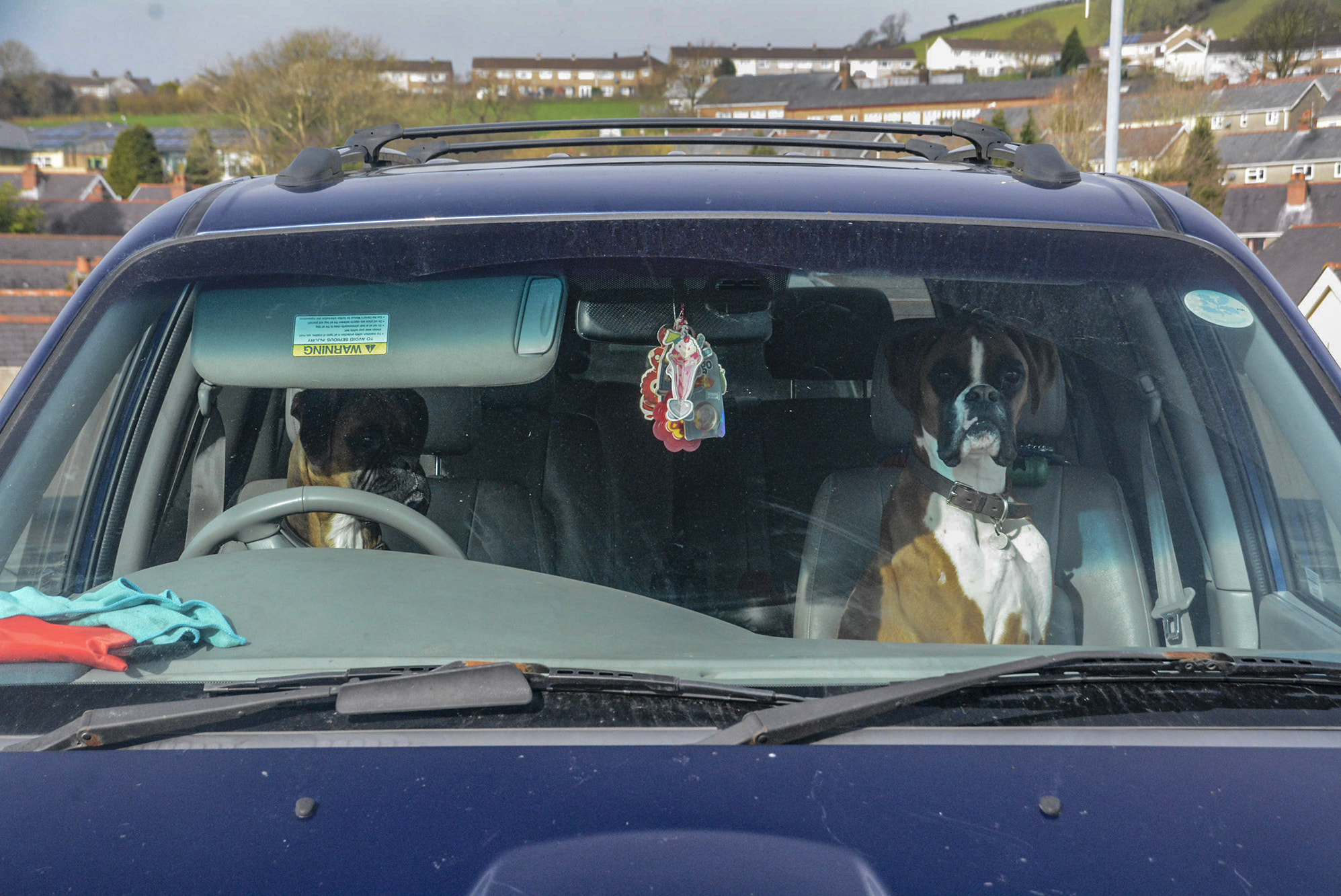 Sigma 18-250mm F3.5-6.3 DC Macro OS HSM sample photo. Dogs ia a car photography