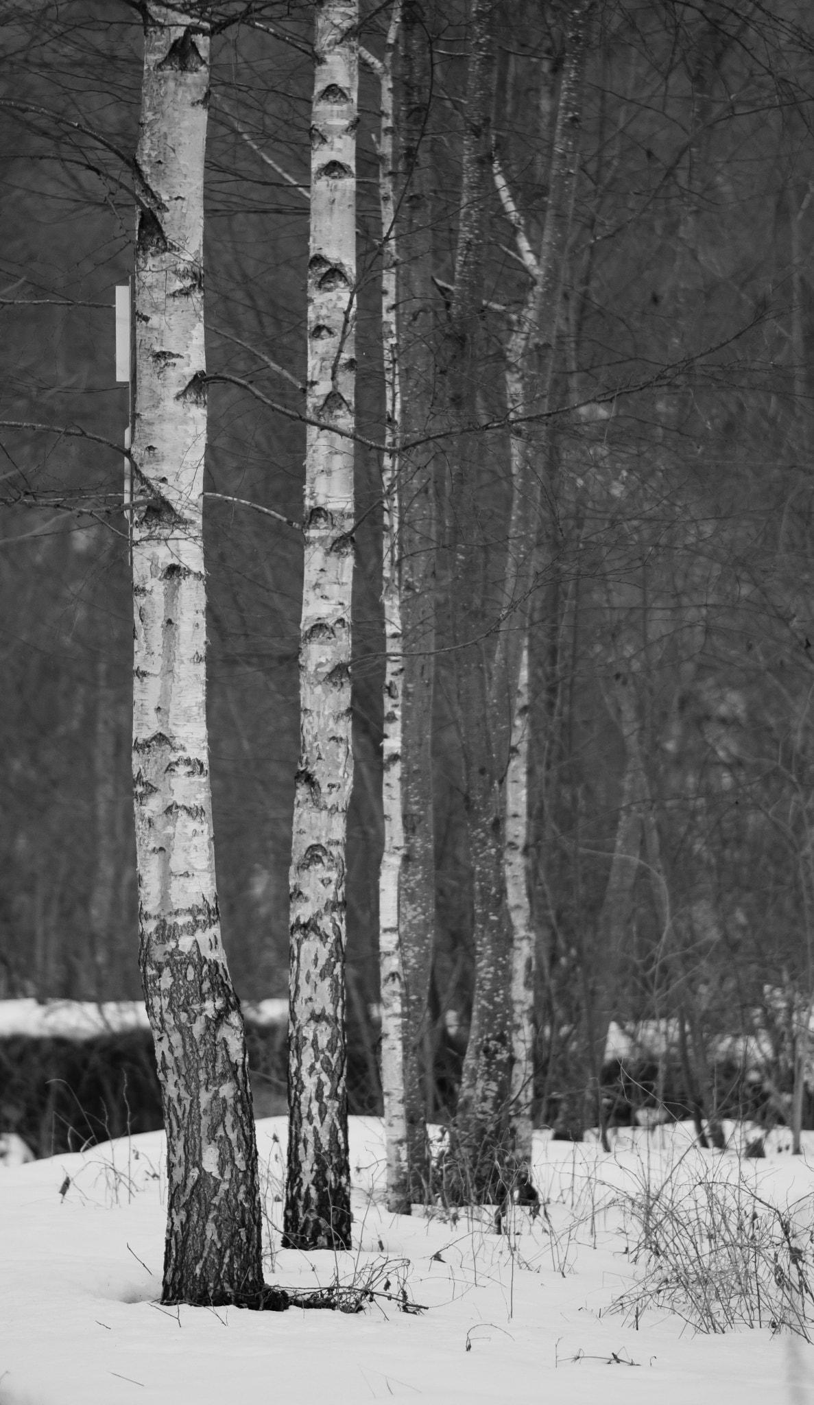 Nikon D5200 + Nikon AF-S Nikkor 85mm F1.8G sample photo. Winter photography