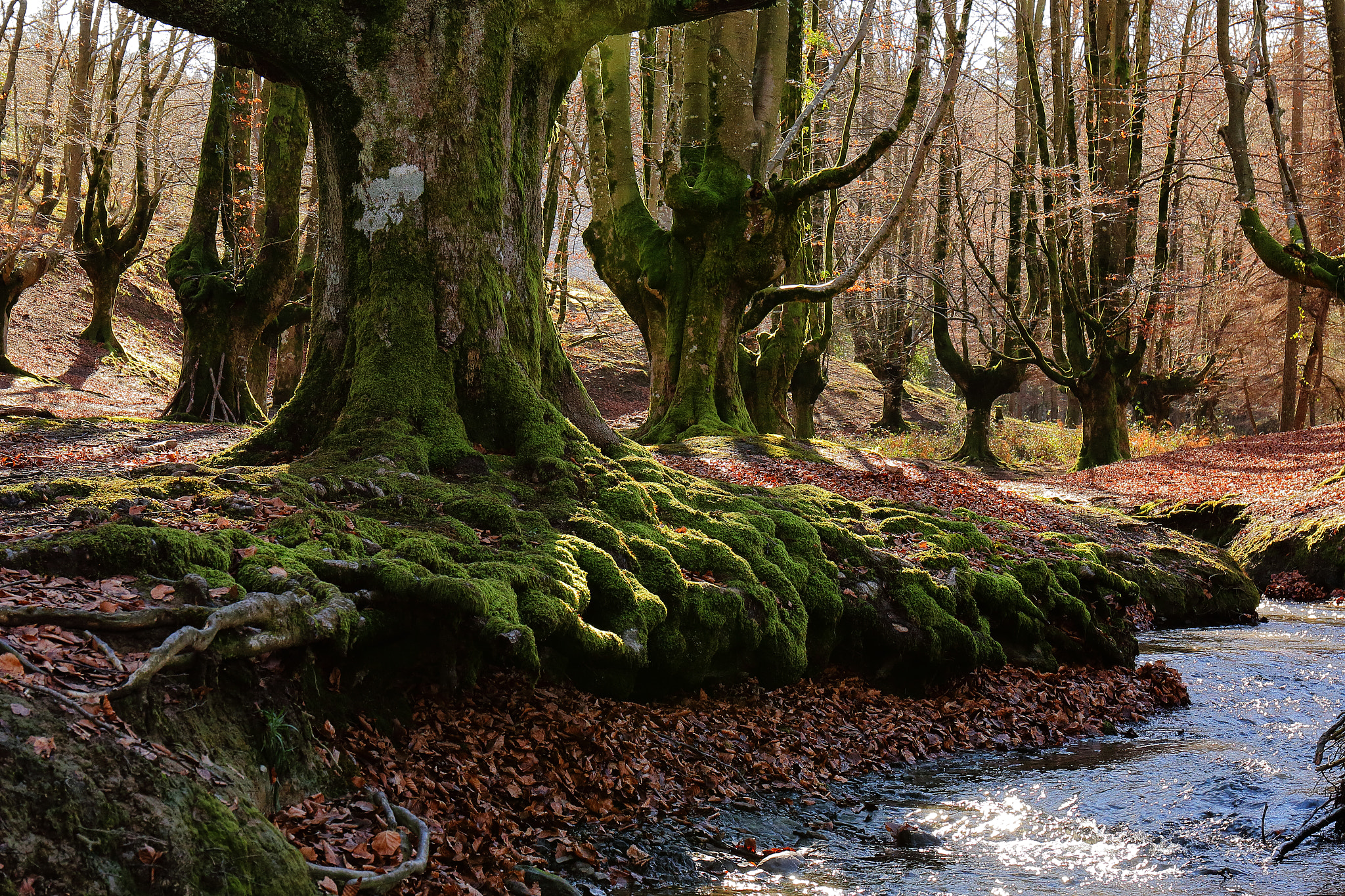 Canon EF 24-70mm F4L IS USM sample photo. Otzarreta photography