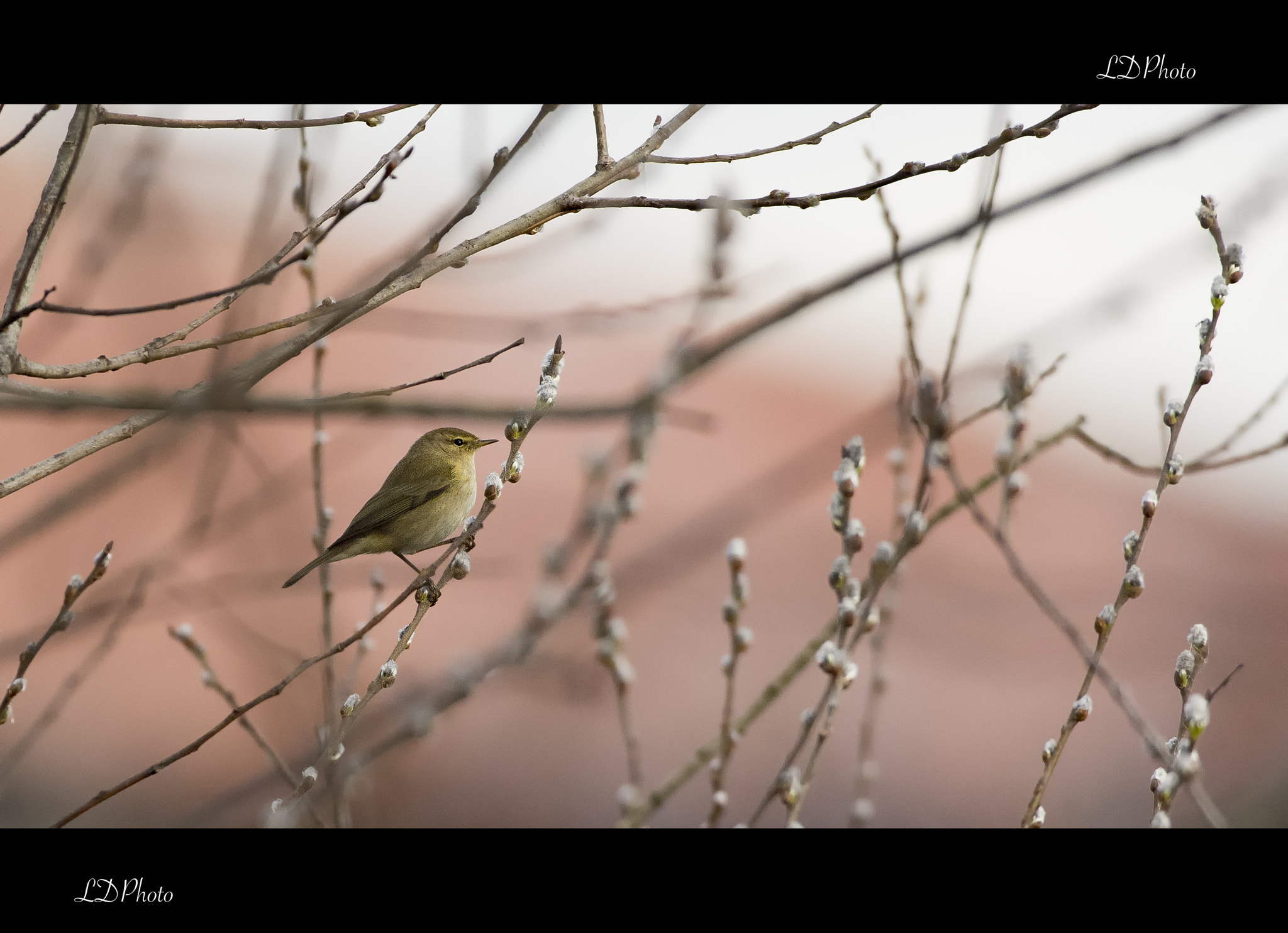 Sigma 500mm F4.5 EX DG HSM sample photo. Chiffchaff - phylloscopus collybita photography