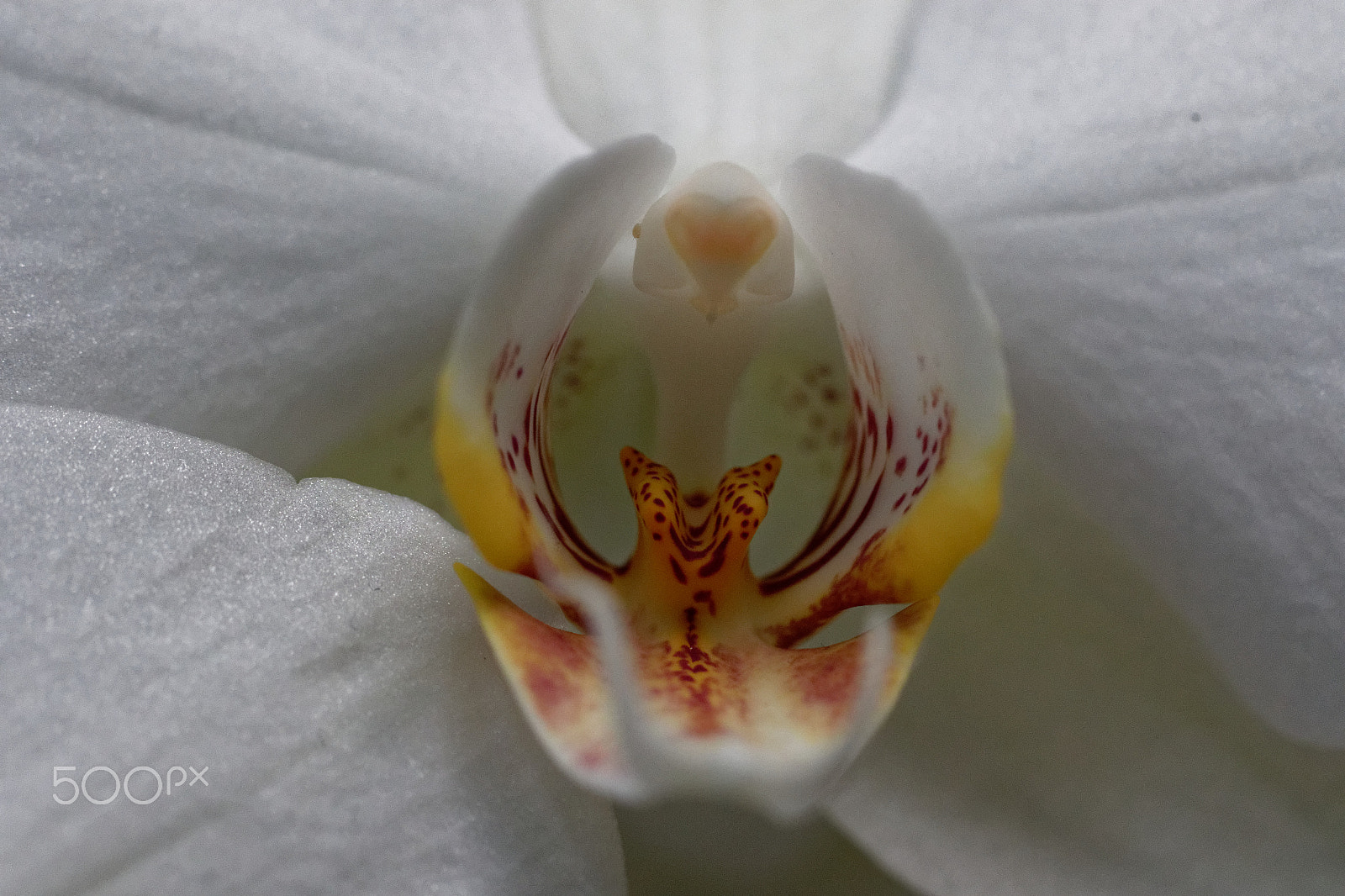 Canon EF 100mm F2.8 Macro USM sample photo. Orchidée photography
