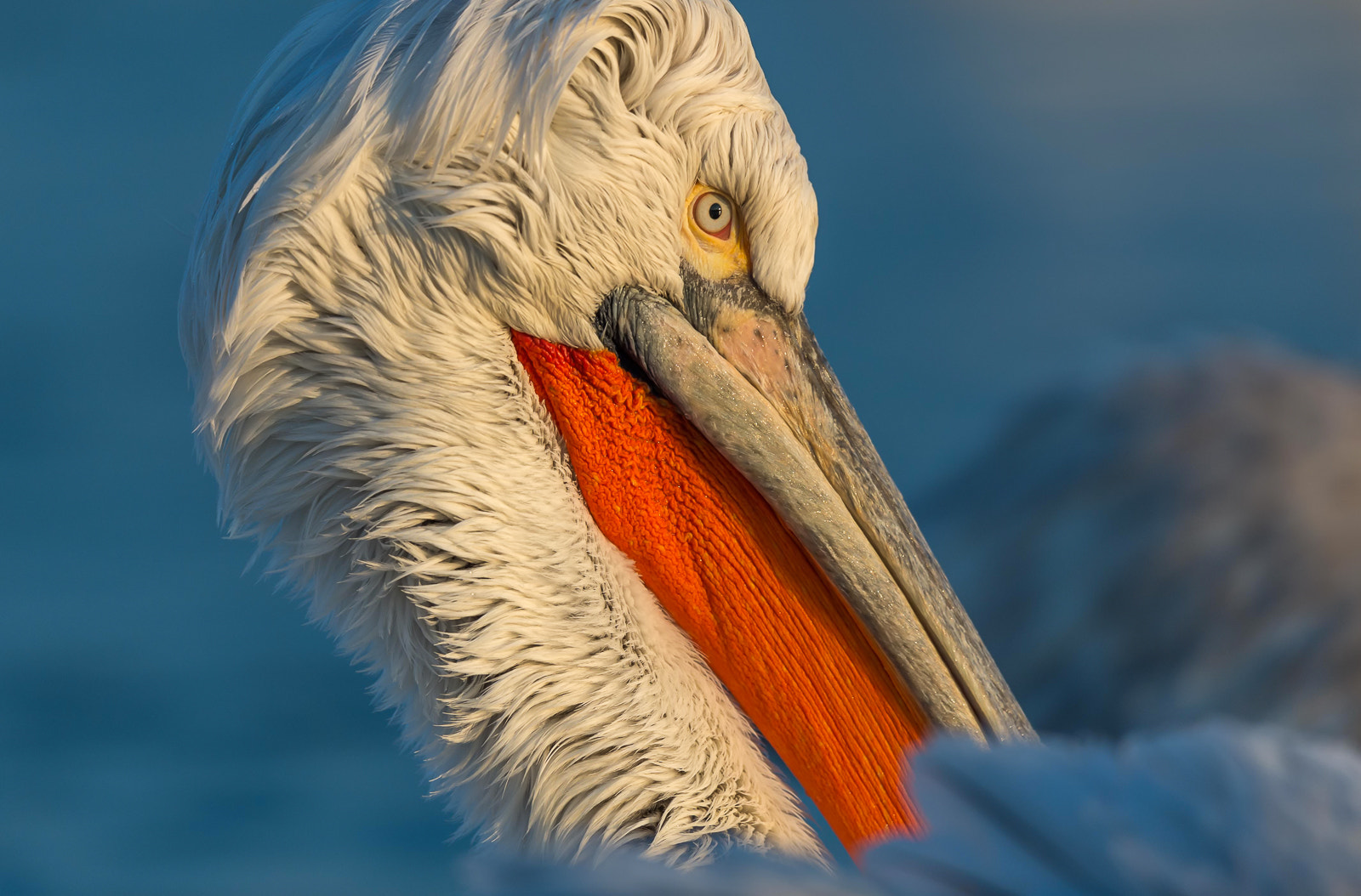 Nikon D4 + Nikon AF-S Nikkor 500mm F4G ED VR sample photo. Kroeskoppelikaan - dalmatian pelican photography