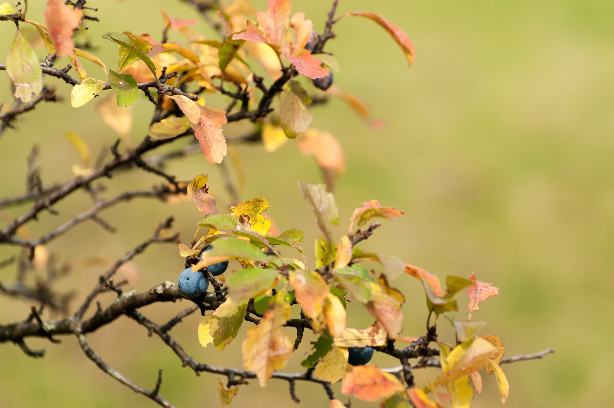 Pentax K20D sample photo. From the archives: berries & bokeh photography