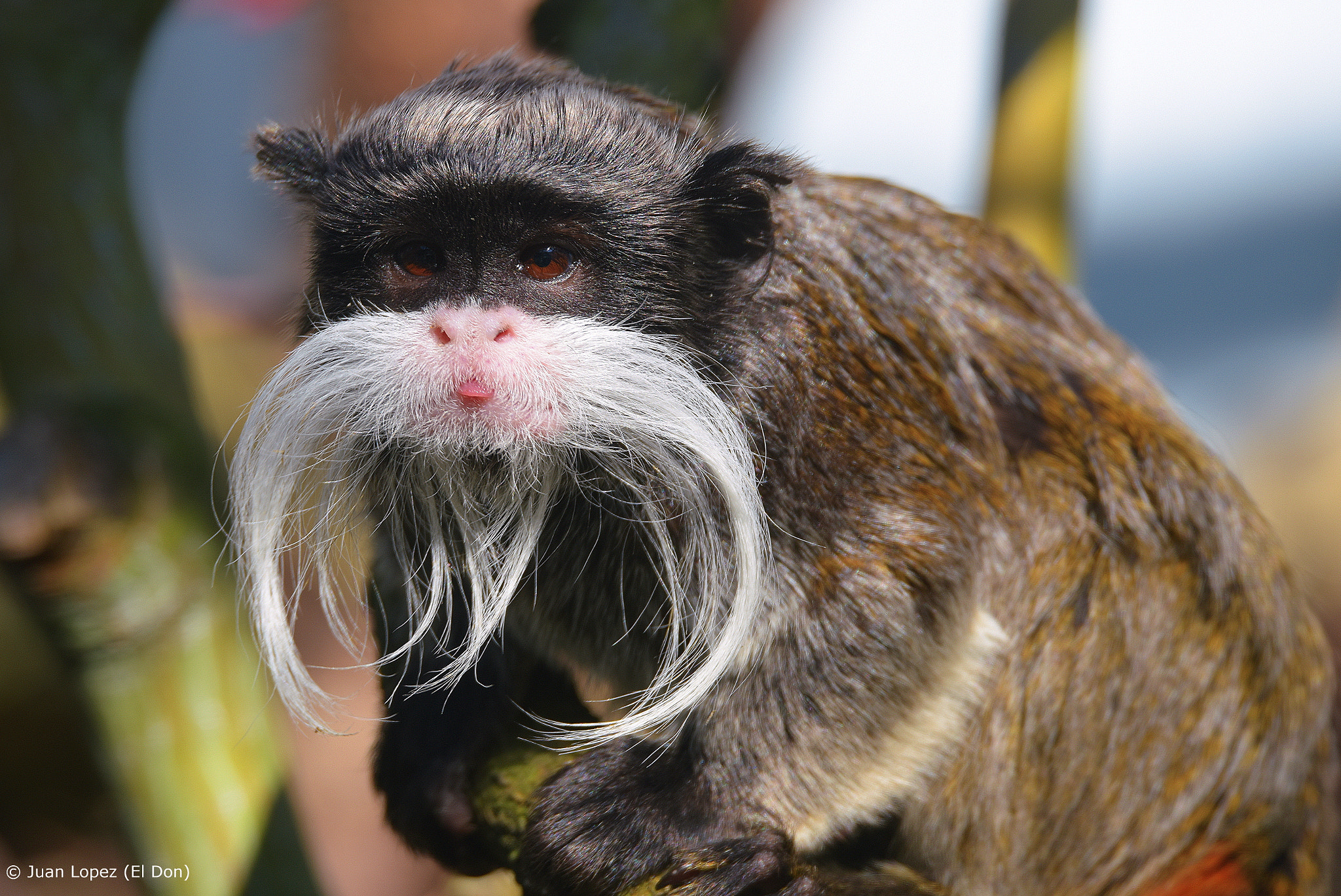 Sigma 150-600mm F5-6.3 DG OS HSM | S sample photo. Monkey......tongue out..!! :p photography