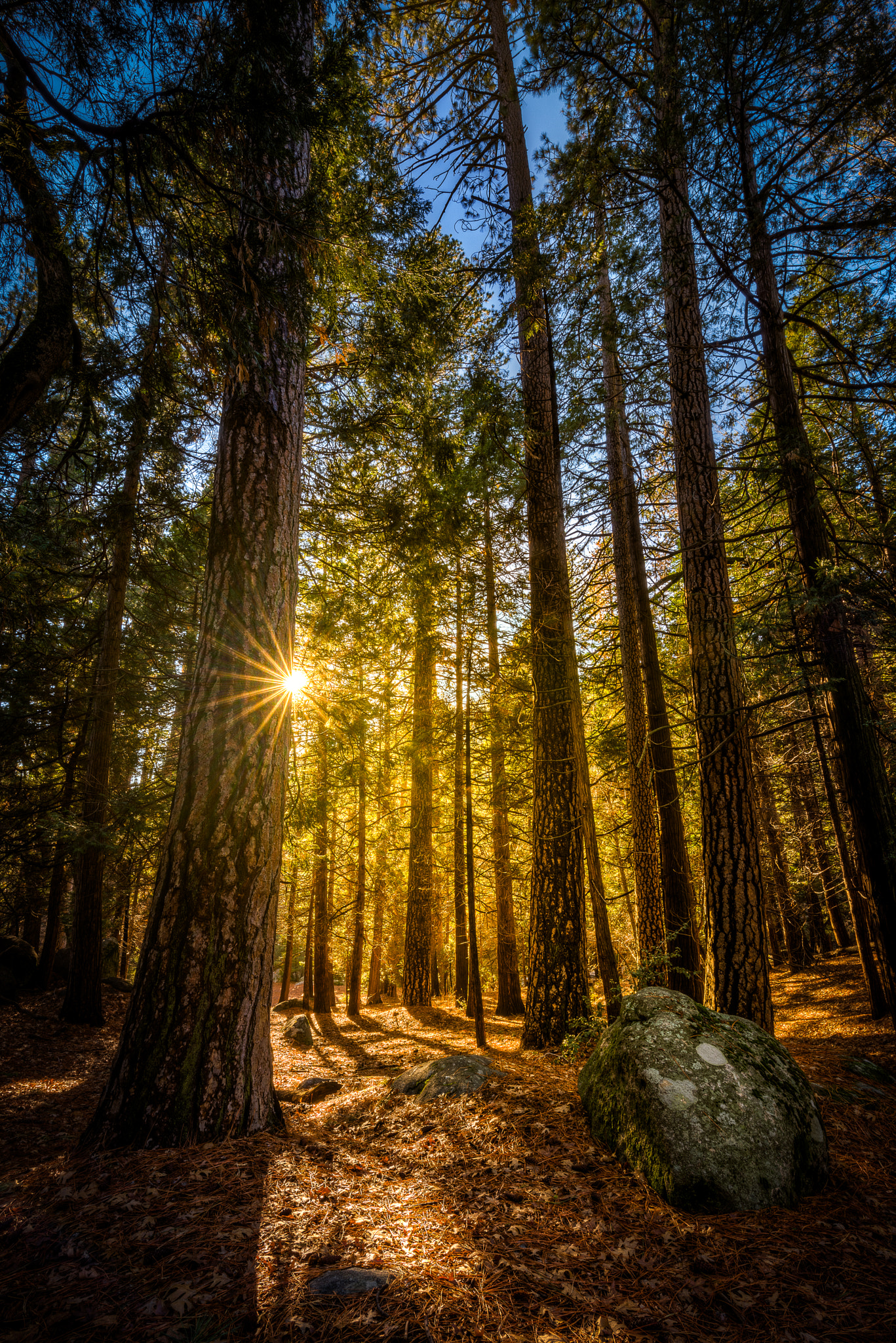 Tamron SP 15-30mm F2.8 Di VC USD sample photo. Forest fire photography