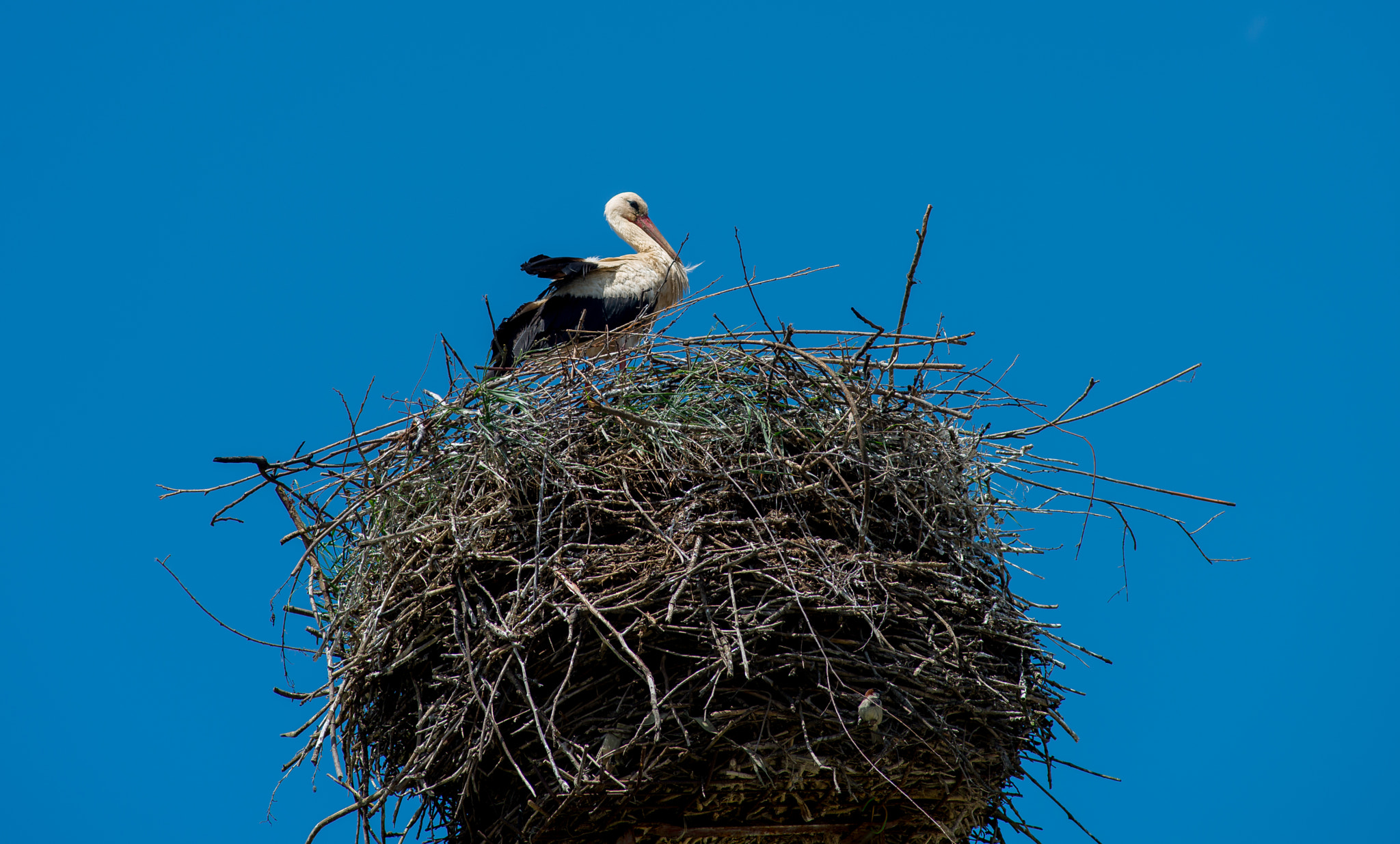 Nikon AF Nikkor 180mm F2.8D ED-IF sample photo. Storchennest photography