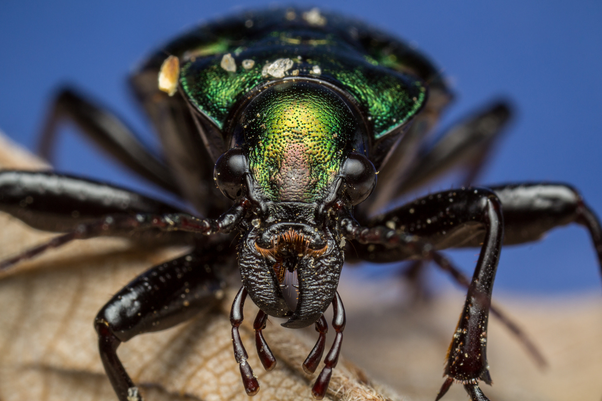 Canon MP-E 65mm F2.5 1-5x Macro Photo sample photo. Carabus sp photography