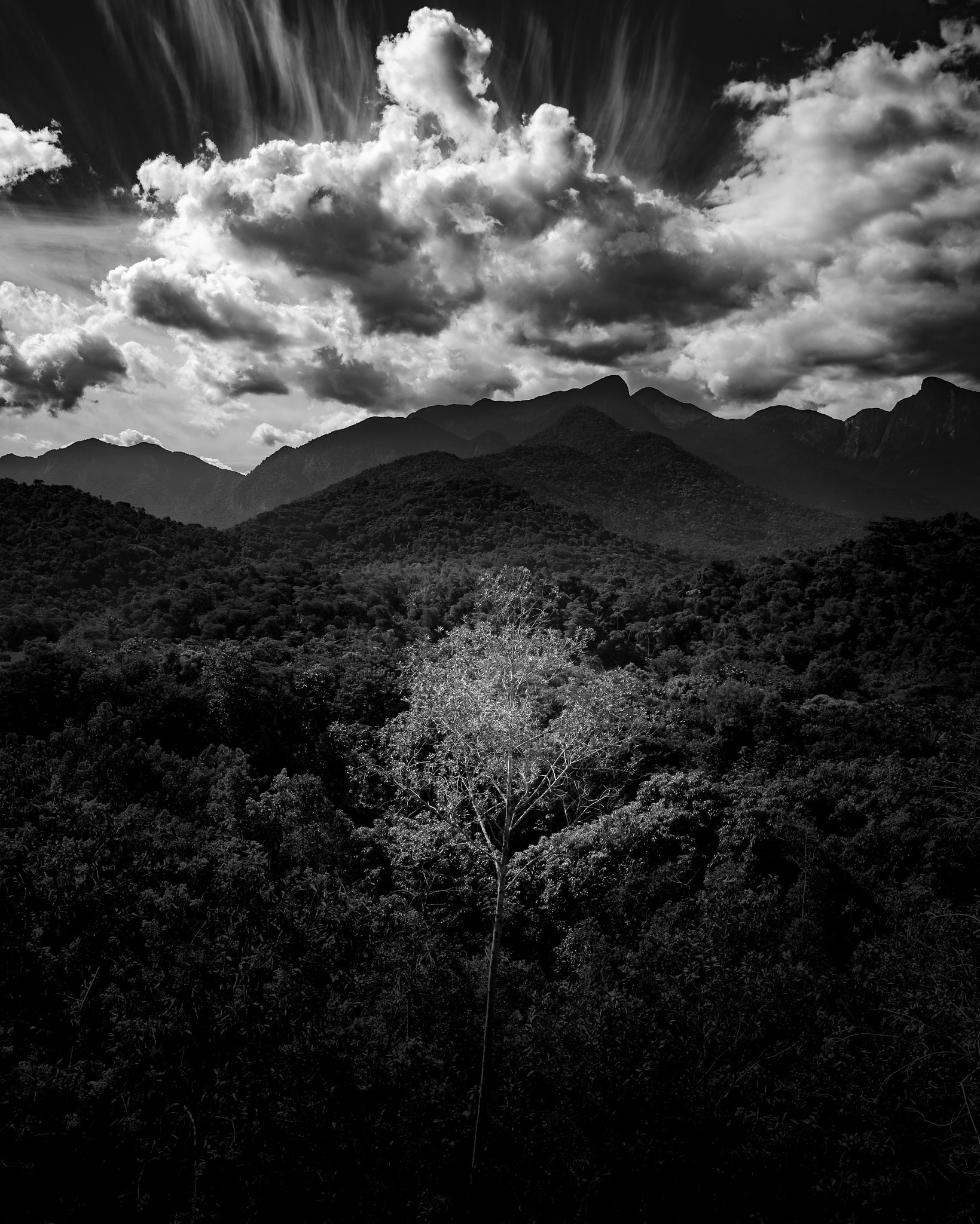 Nikon AF-S Nikkor 18-35mm F3.5-4.5G ED sample photo. Central tree photography