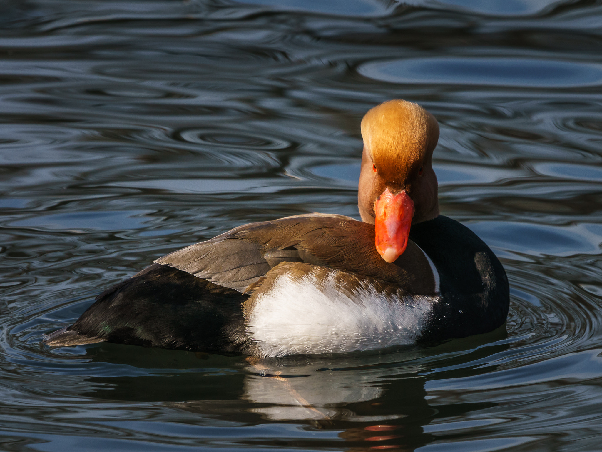 Sony ILCA-77M2 + Sony 70-400mm F4-5.6 G SSM II sample photo. 20170211_0054.jpg photography