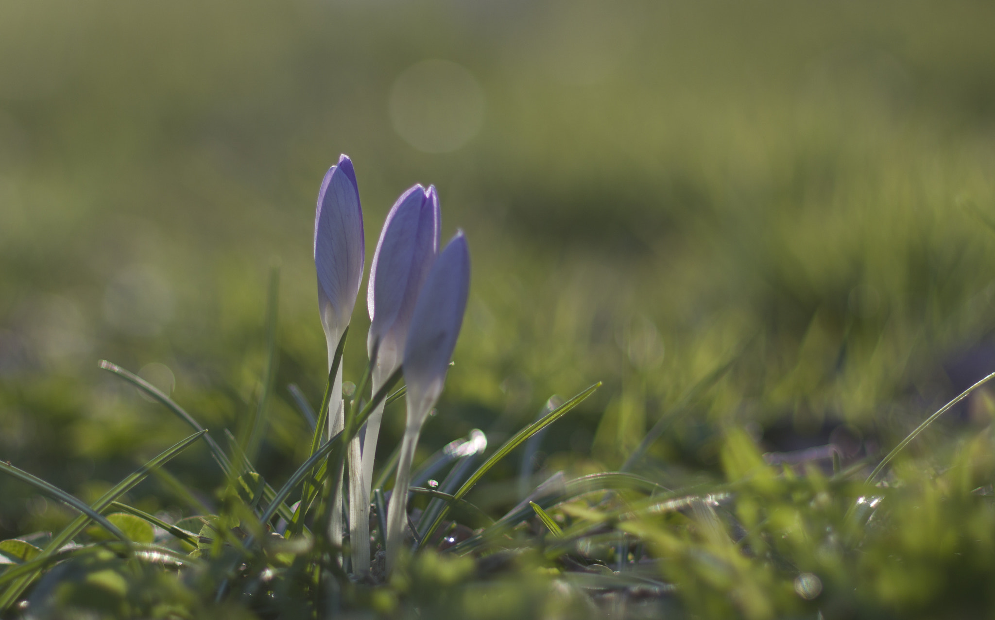 Pentax K-3 II sample photo. Morning in sudden spring photography