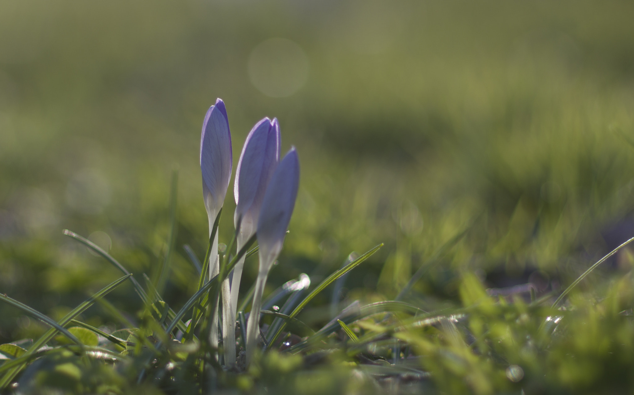 Pentax smc DA* 55mm F1.4 SDM sample photo. Morning in sudden spring photography