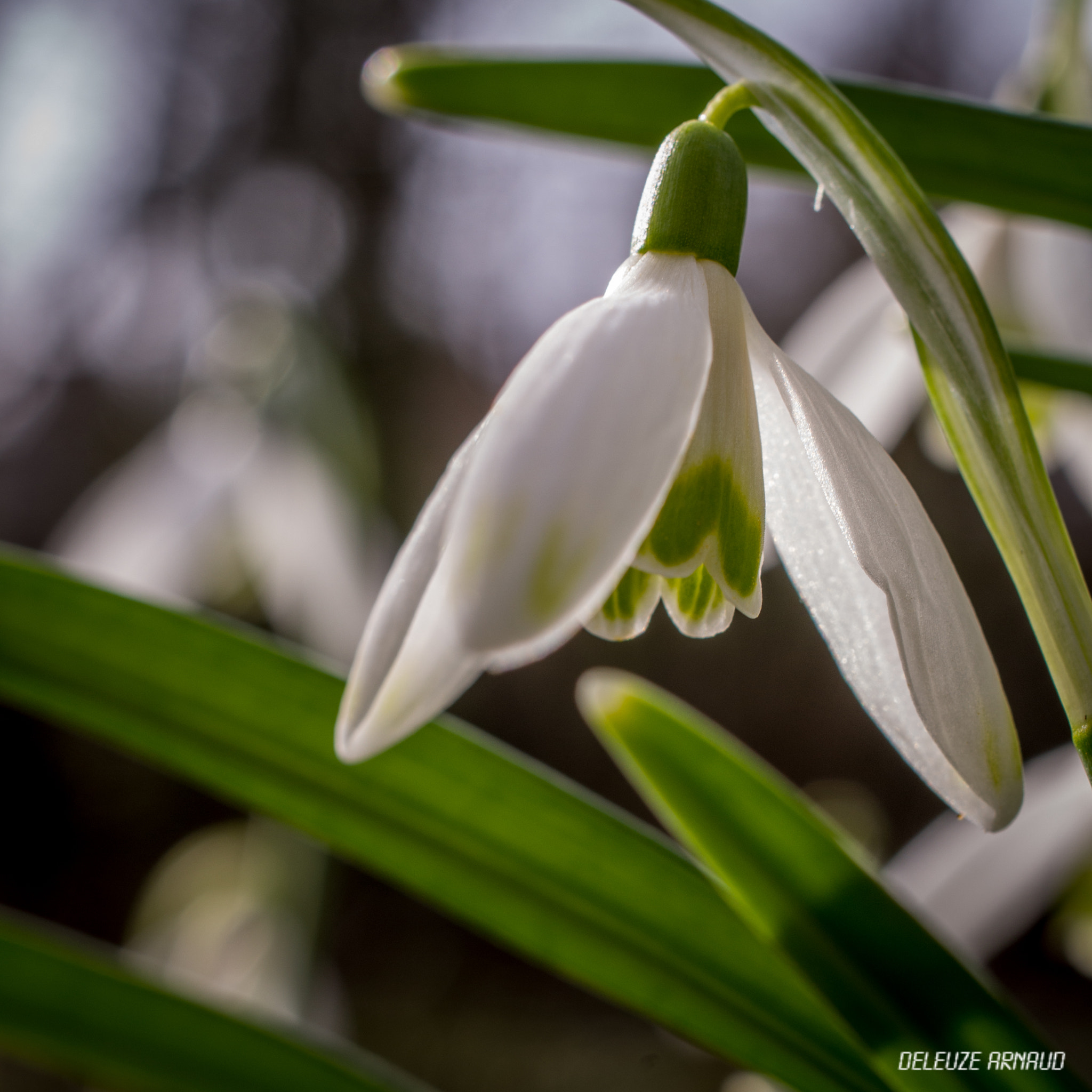 Pentax K-30 sample photo. Snowdrop photography