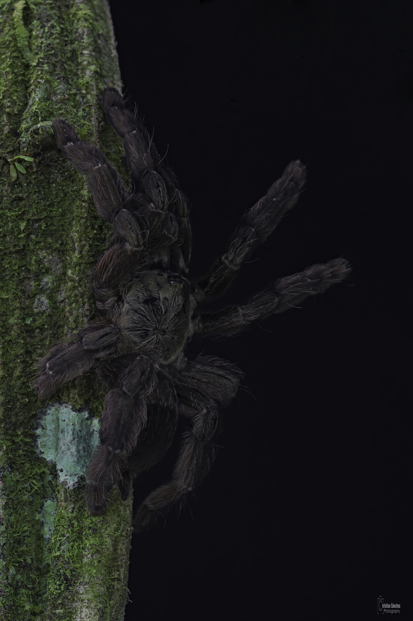 Nikon AF-S Micro-Nikkor 105mm F2.8G IF-ED VR sample photo. Tarántula arboricola photography