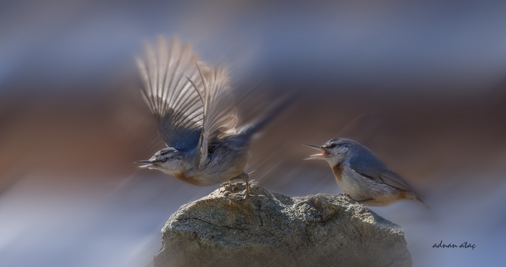 Sigma 150-600mm F5-6.3 DG OS HSM | S sample photo. Anadolu sıvacısı - krüper`s nuthatch - sitta krueperi photography