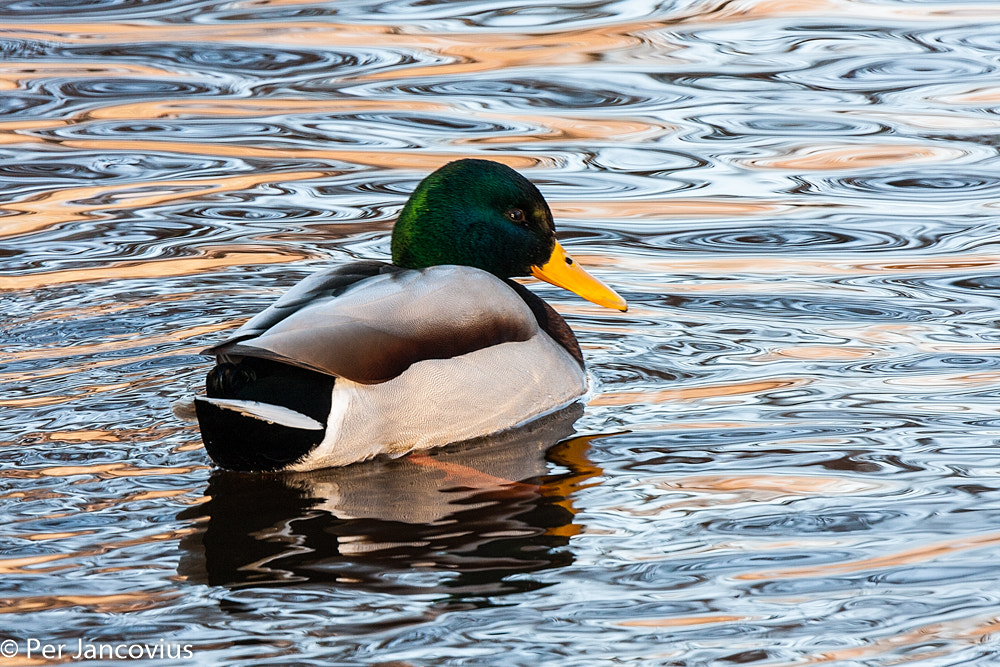Tamron SP 150-600mm F5-6.3 Di VC USD sample photo. Male mallard photography