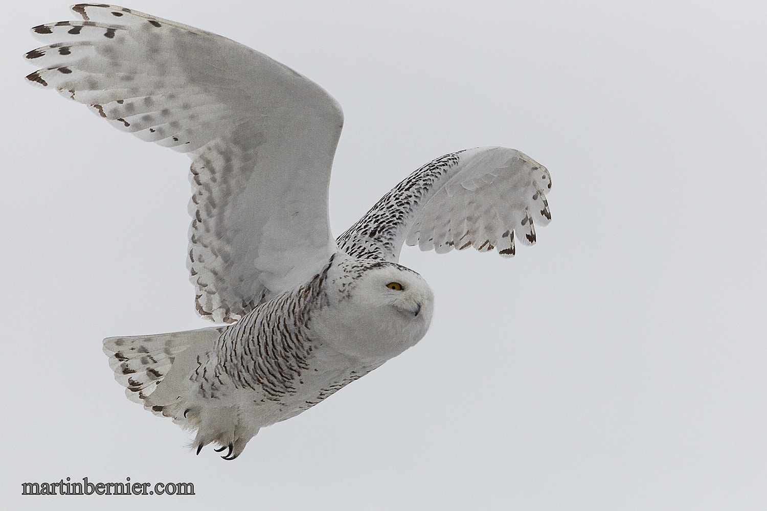 Canon EF 100-400mm F4.5-5.6L IS USM sample photo. Harfand des neiges, martinbernier.com photography