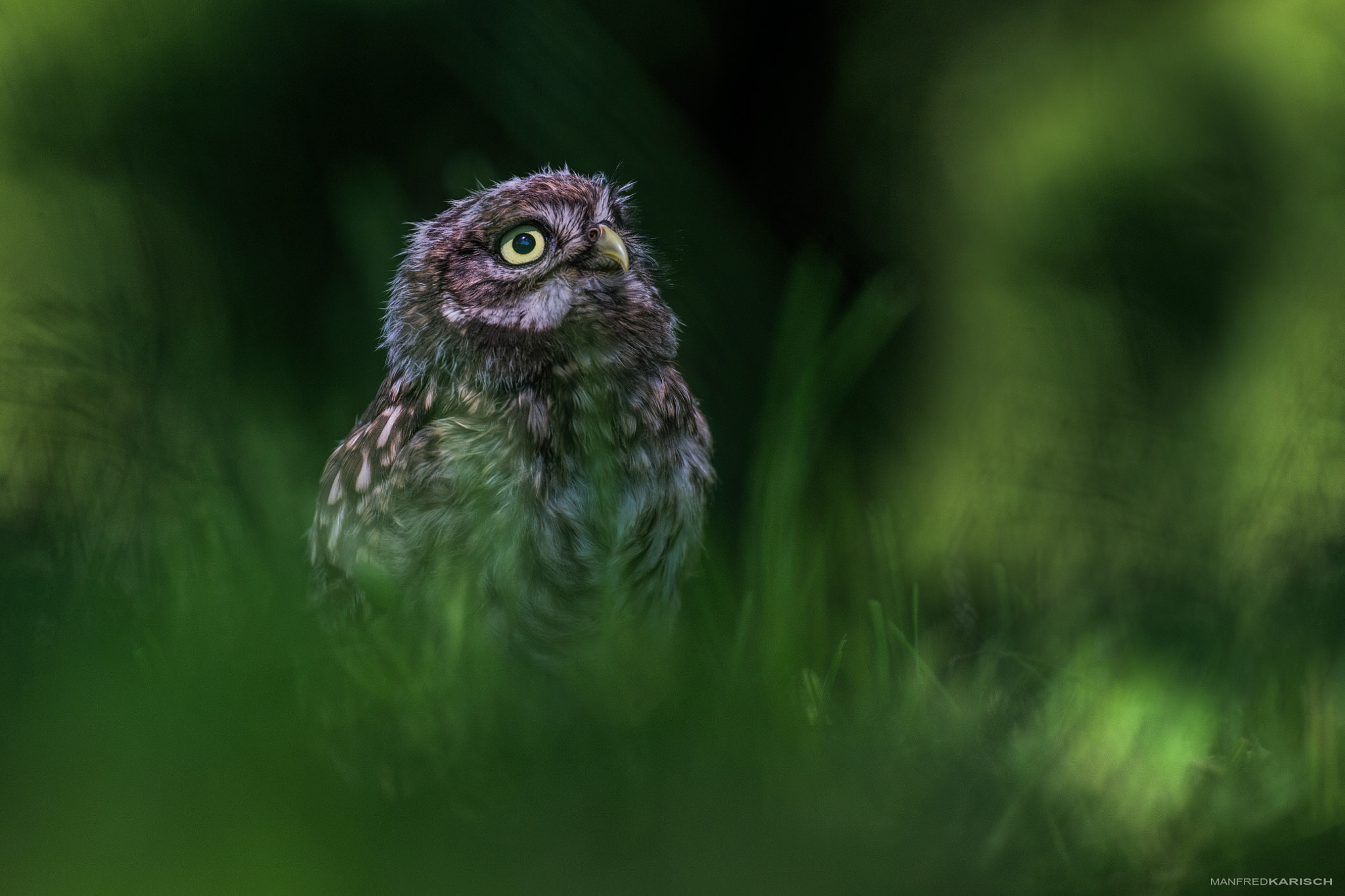 Canon EF 200mm F2.8L II USM sample photo. Gonzo photography