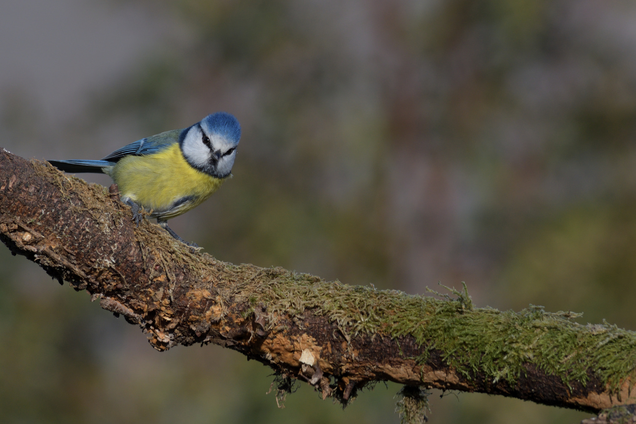 Nikon D500 sample photo. Blue tit, mésange bleue photography