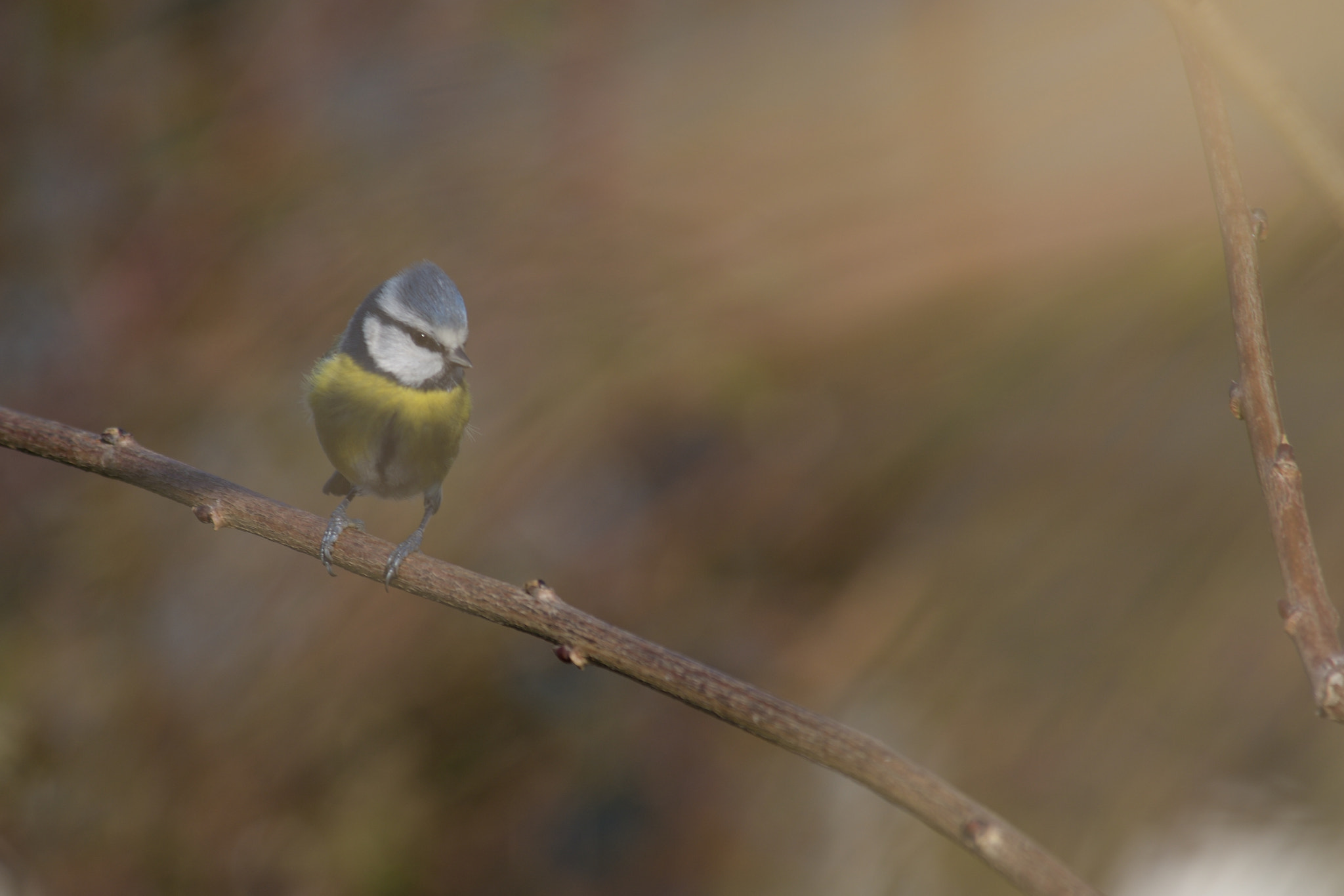 Nikon D500 sample photo. Blue tit, mésange bleue photography