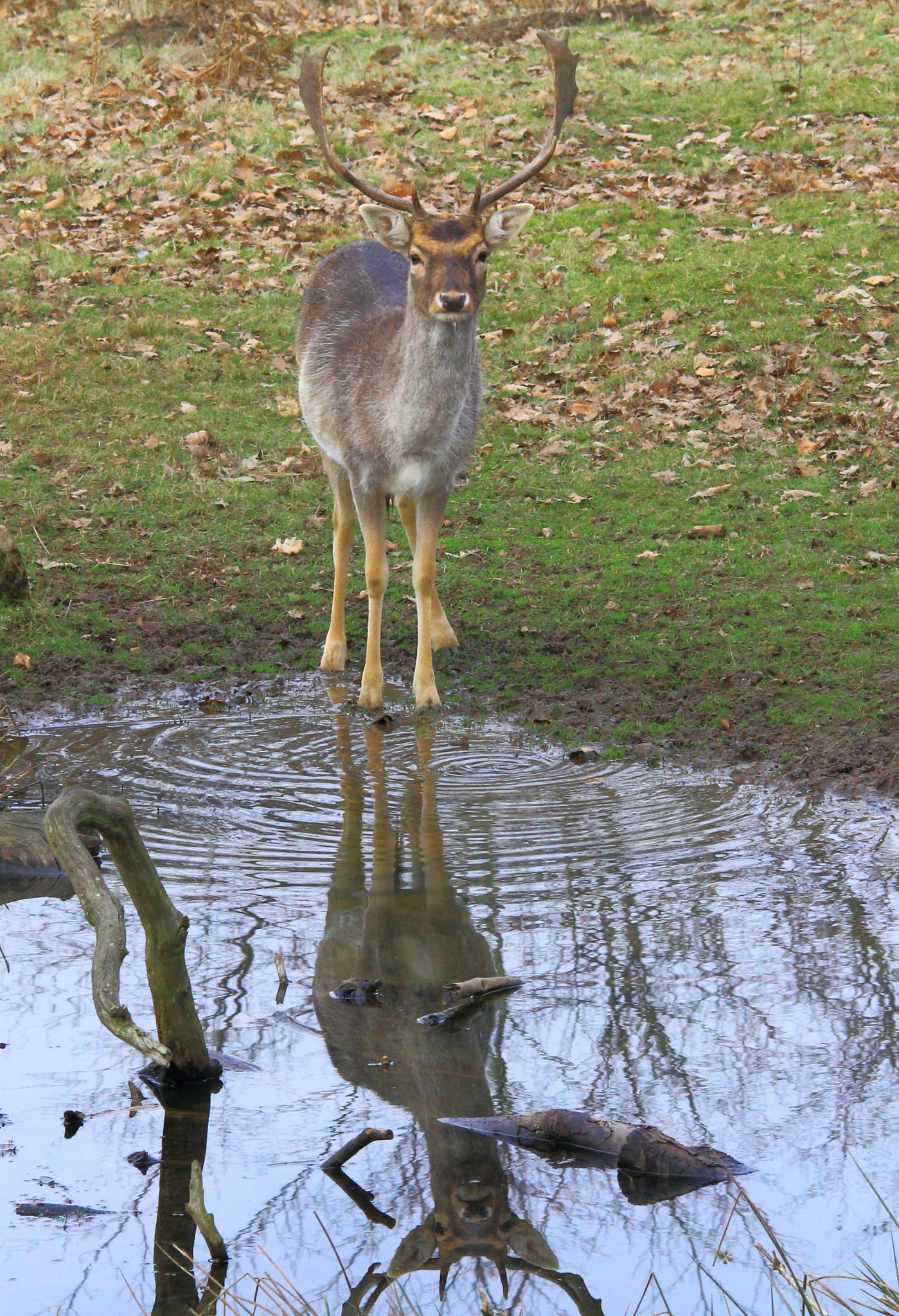 Canon EOS 60D + Sigma 150-500mm F5-6.3 DG OS HSM sample photo. Deer photography